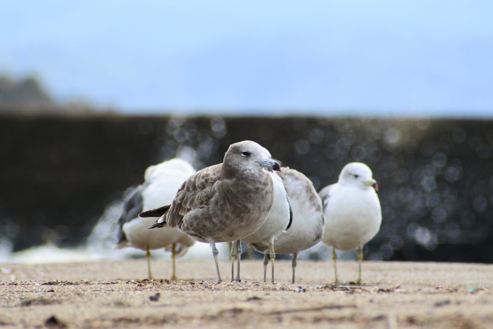 VR 70-300mm f/4.5-6.3G sample photo. Animal, sea, beach photography