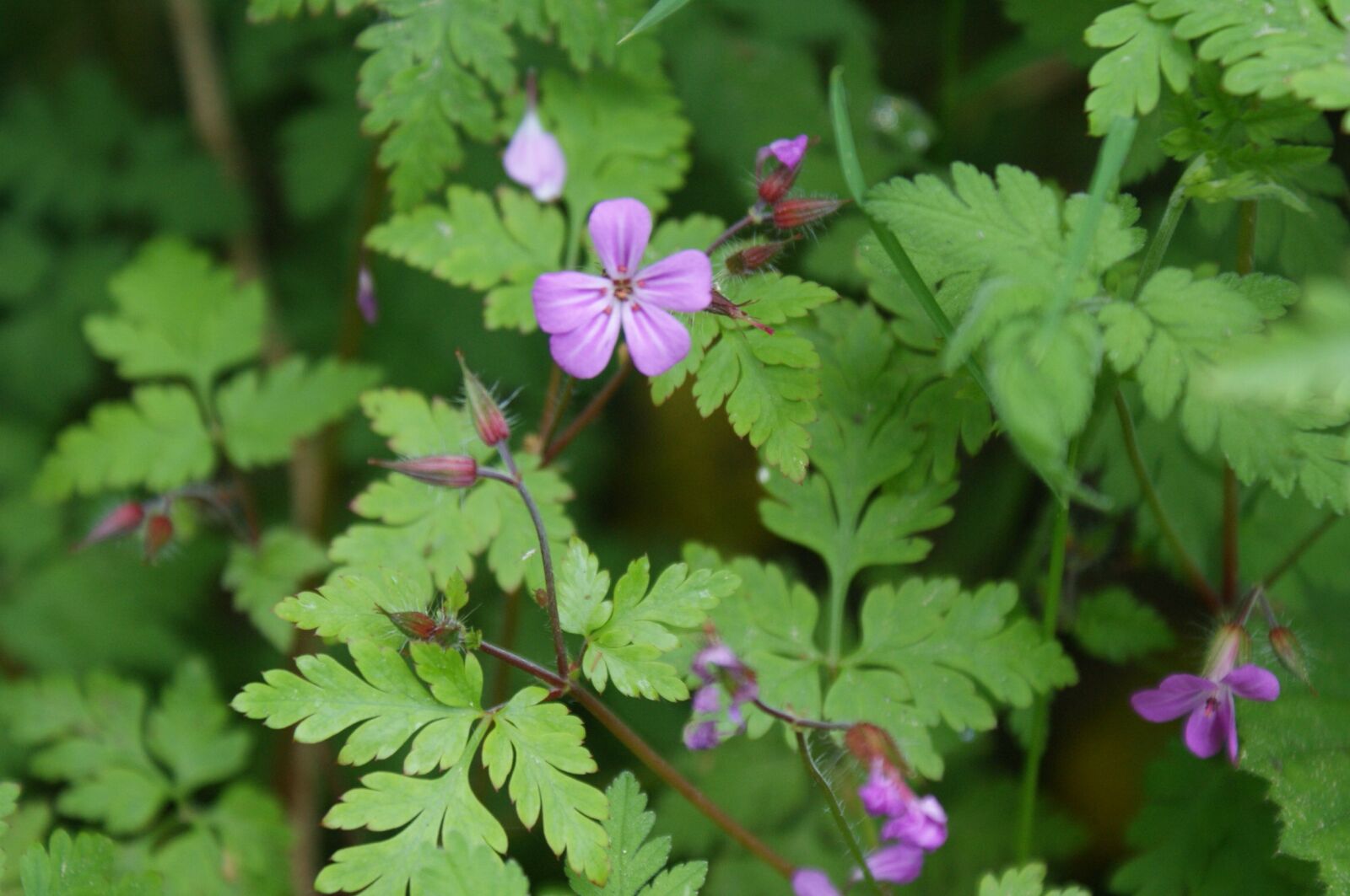 Sony Alpha DSLR-A350 sample photo. Nature, purple flower, plant photography