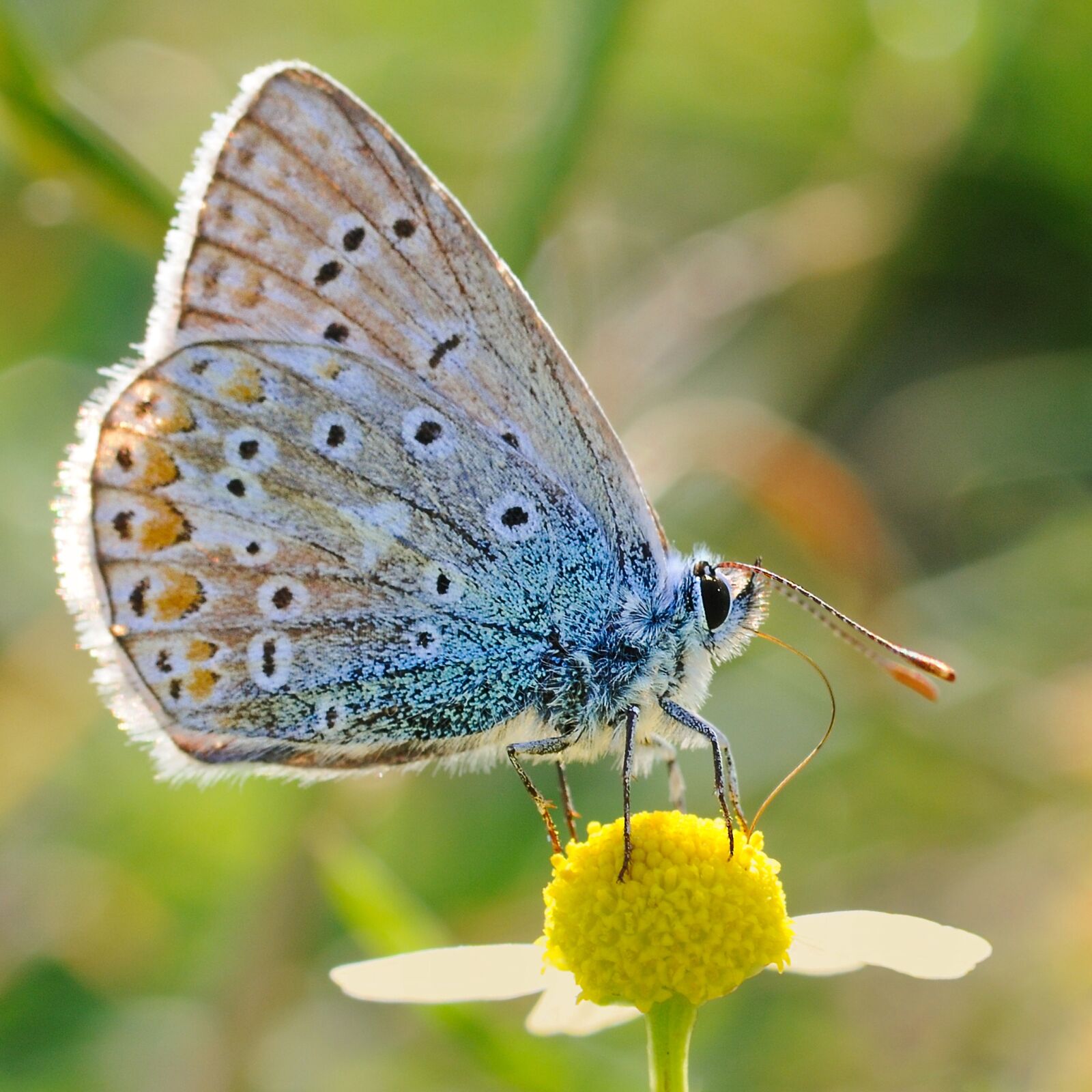 Nikon D300 sample photo. Butterfly, argus, insect photography