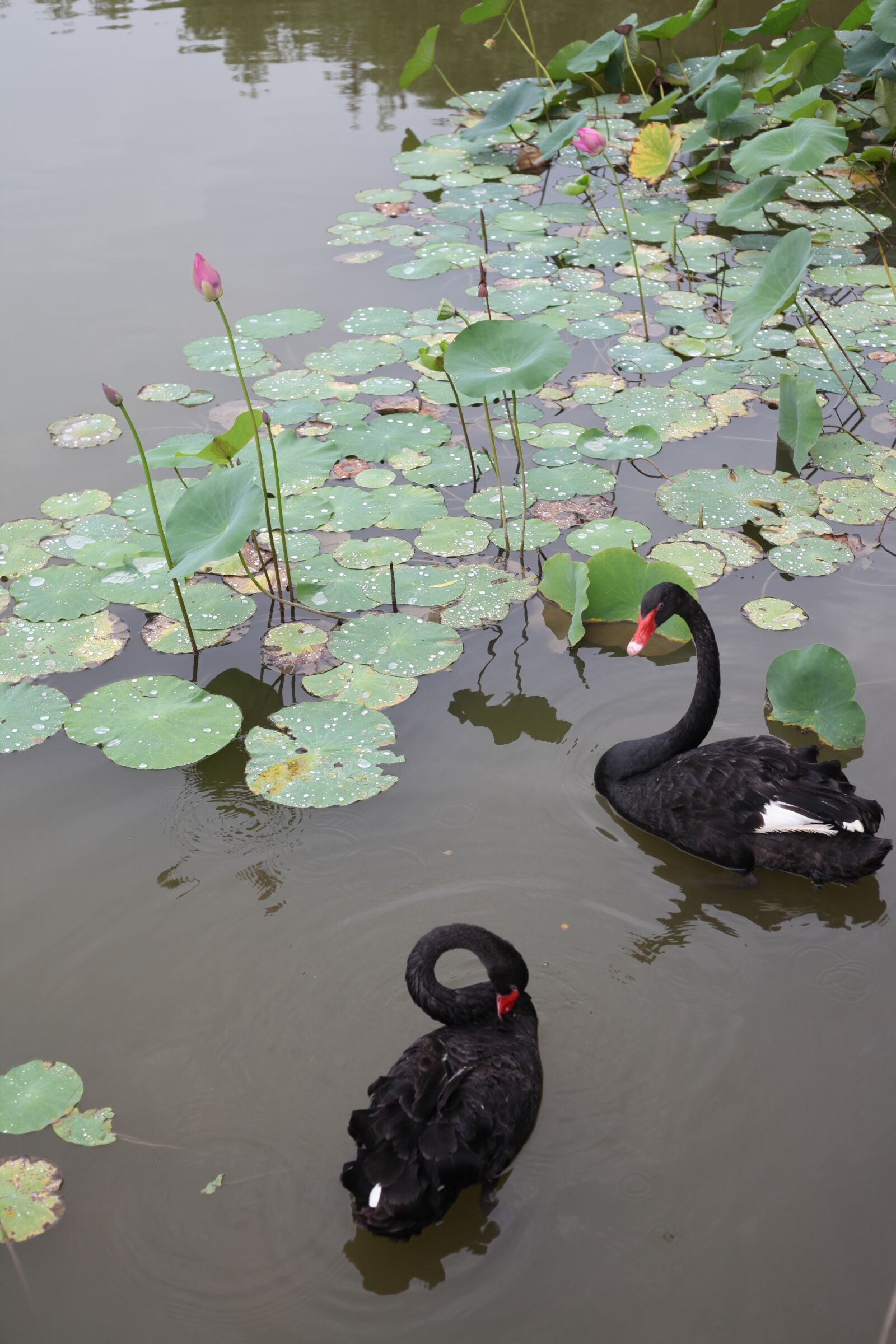 Canon EOS 5D Mark II sample photo. Black, swan, lotus photography