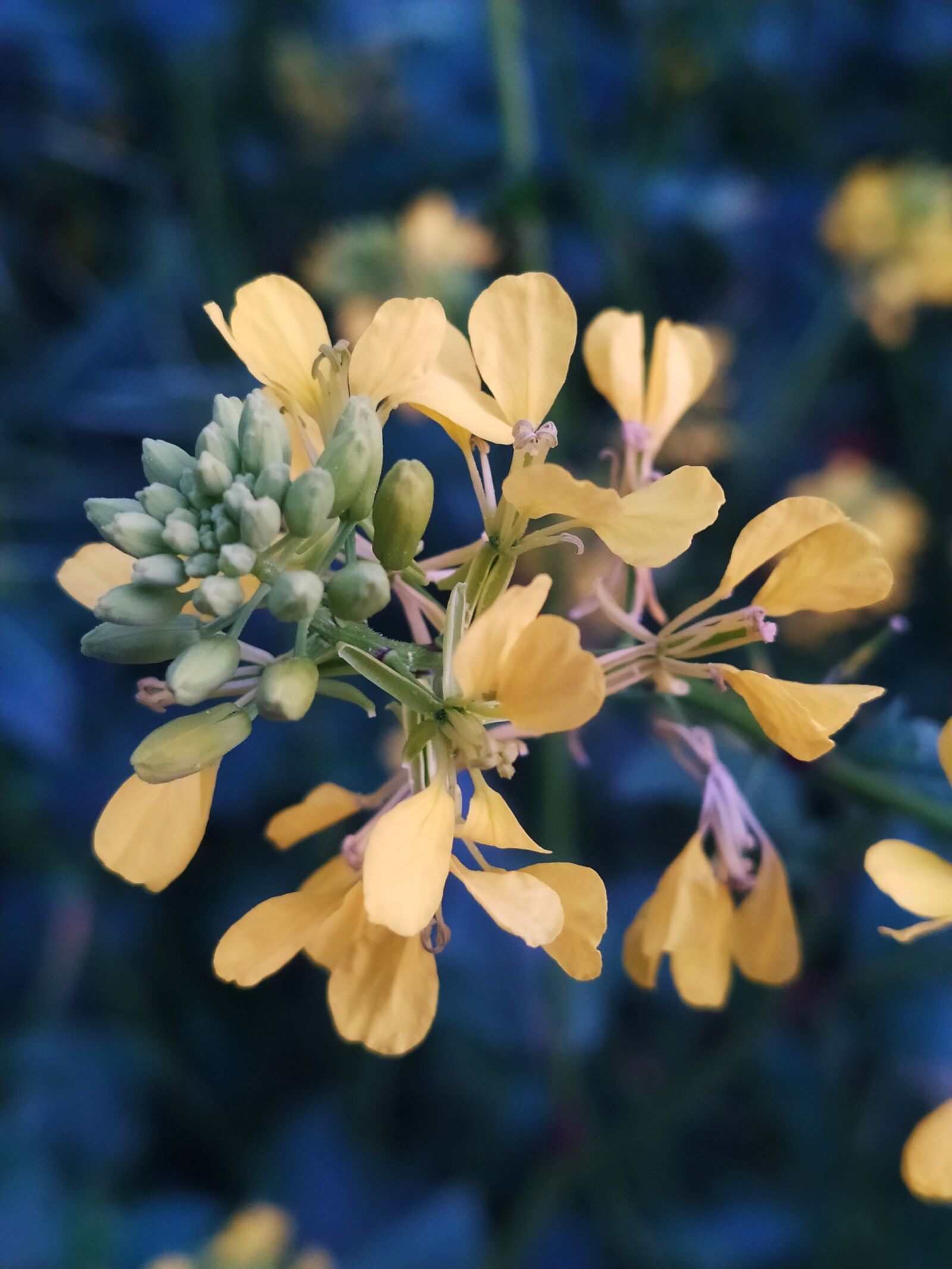 Xiaomi Redmi Note 8T sample photo. Flowers, nature, spain photography