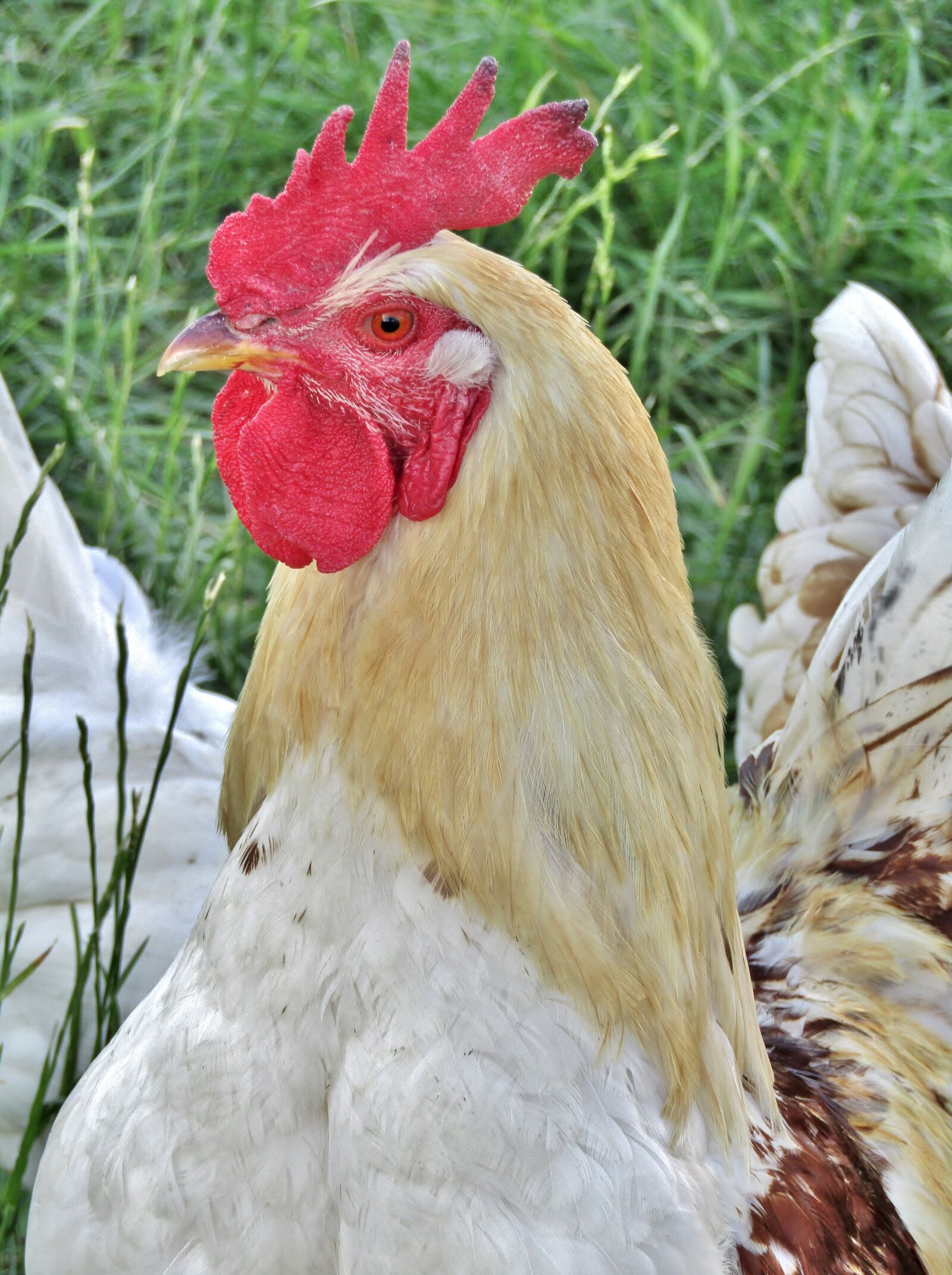 Canon POWERSHOT SX432 IS sample photo. Hahn, animal, bird photography