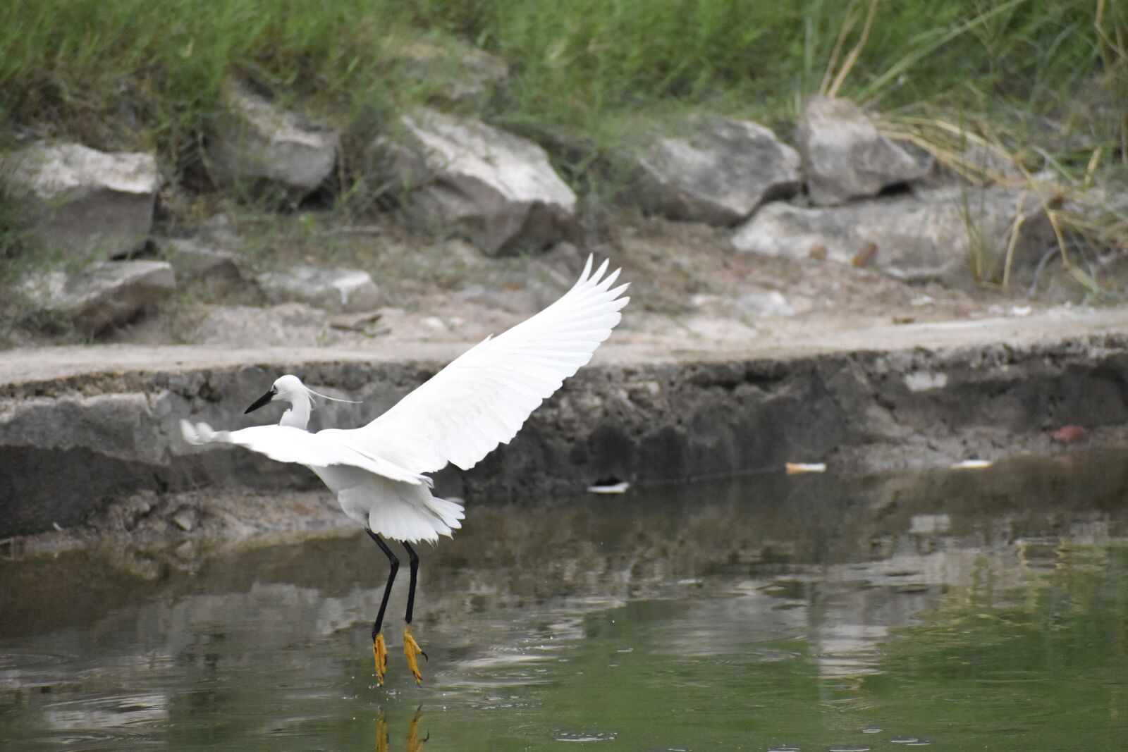 Nikon D5600 sample photo. Siberian crane, pond, white photography