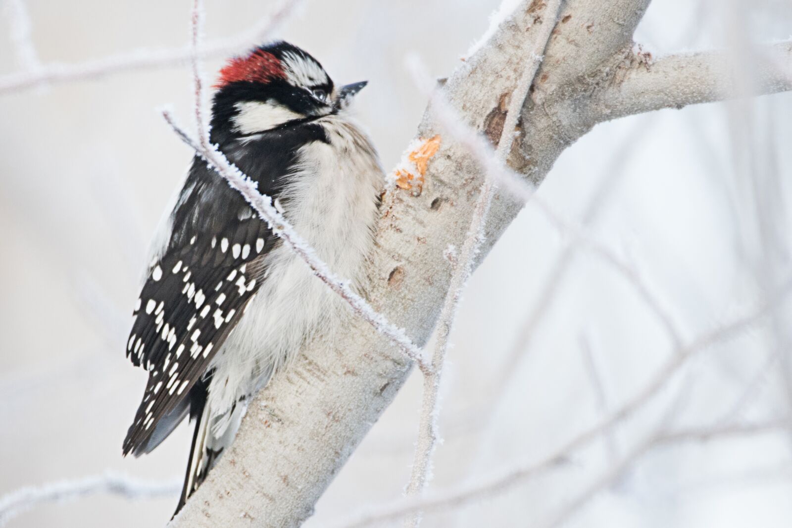 Canon EOS 7D Mark II sample photo. Woodpecker, nature, bird photography