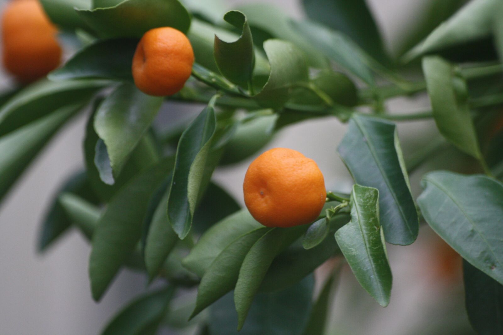Canon EOS 1000D (EOS Digital Rebel XS / EOS Kiss F) sample photo. Tangerines, bush, botanical garden photography