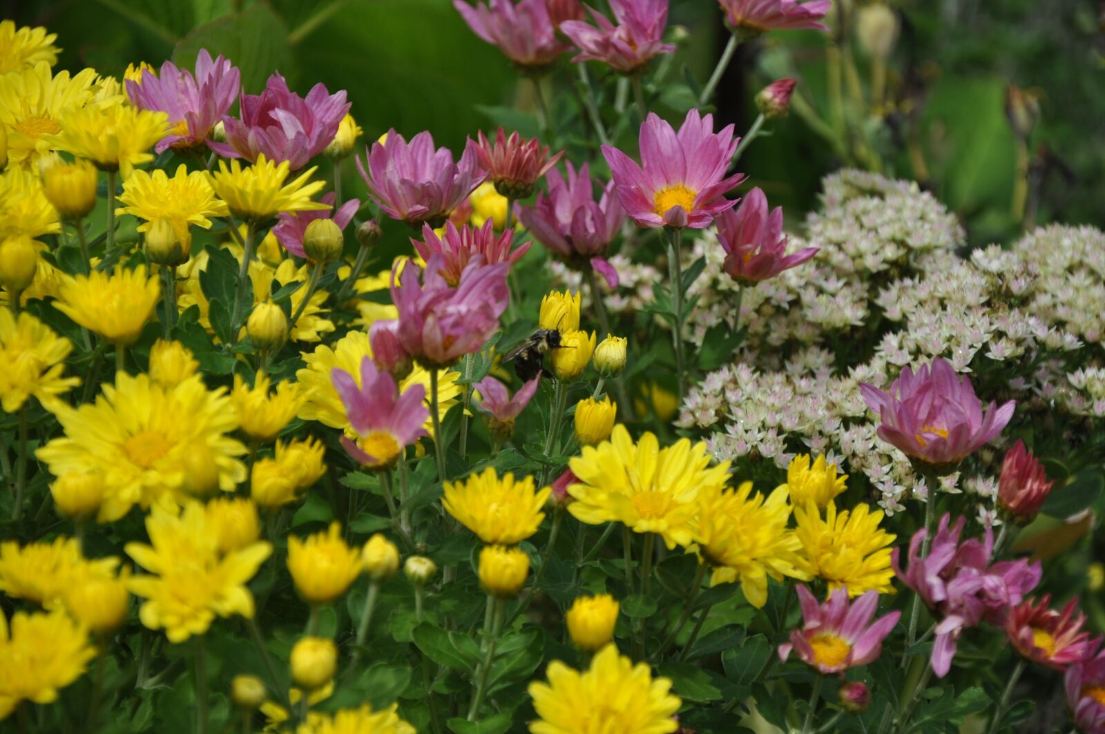 Nikon D90 sample photo. Garden, flowers, nature photography