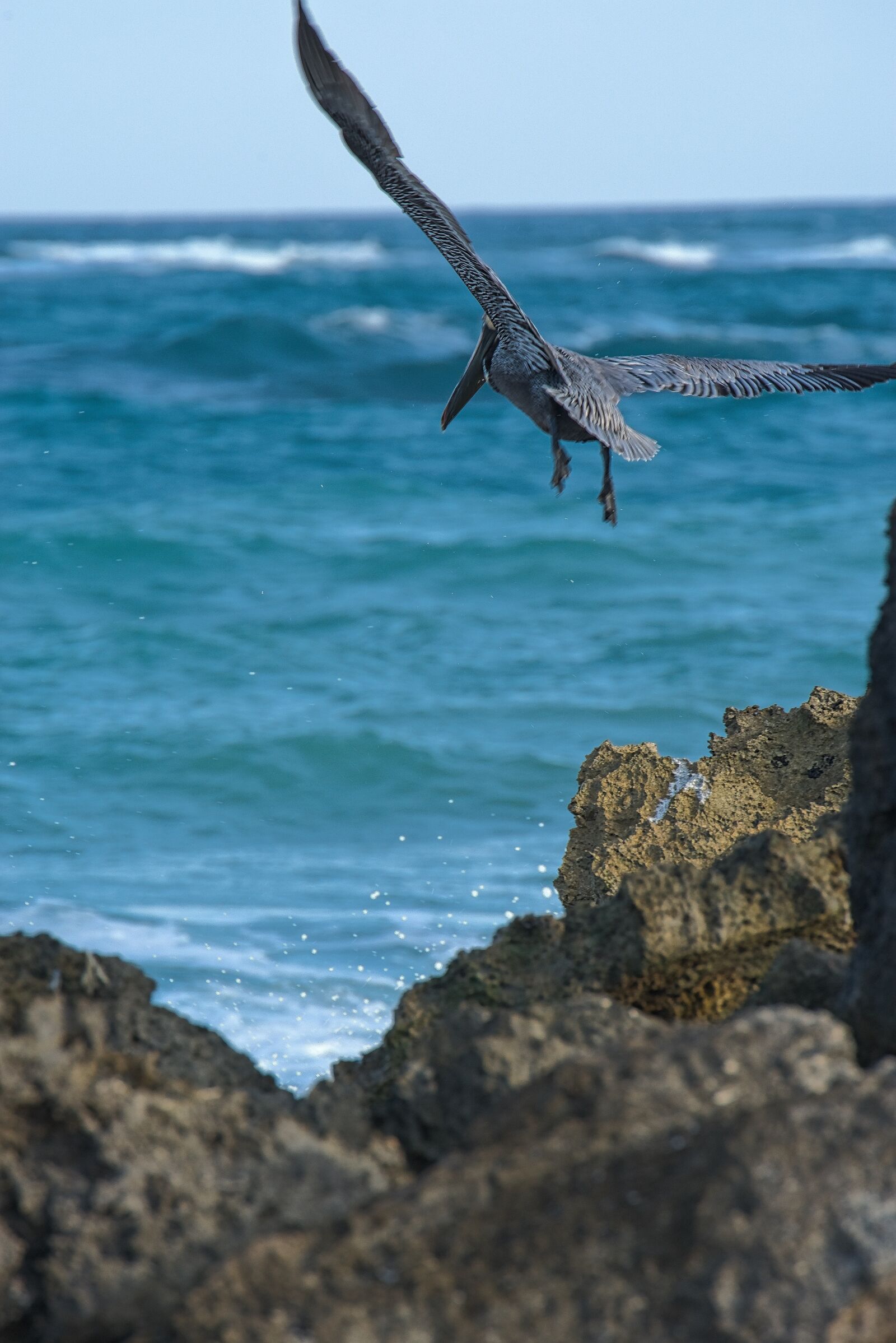Nikon D800 sample photo. Sea, ocean, bird photography