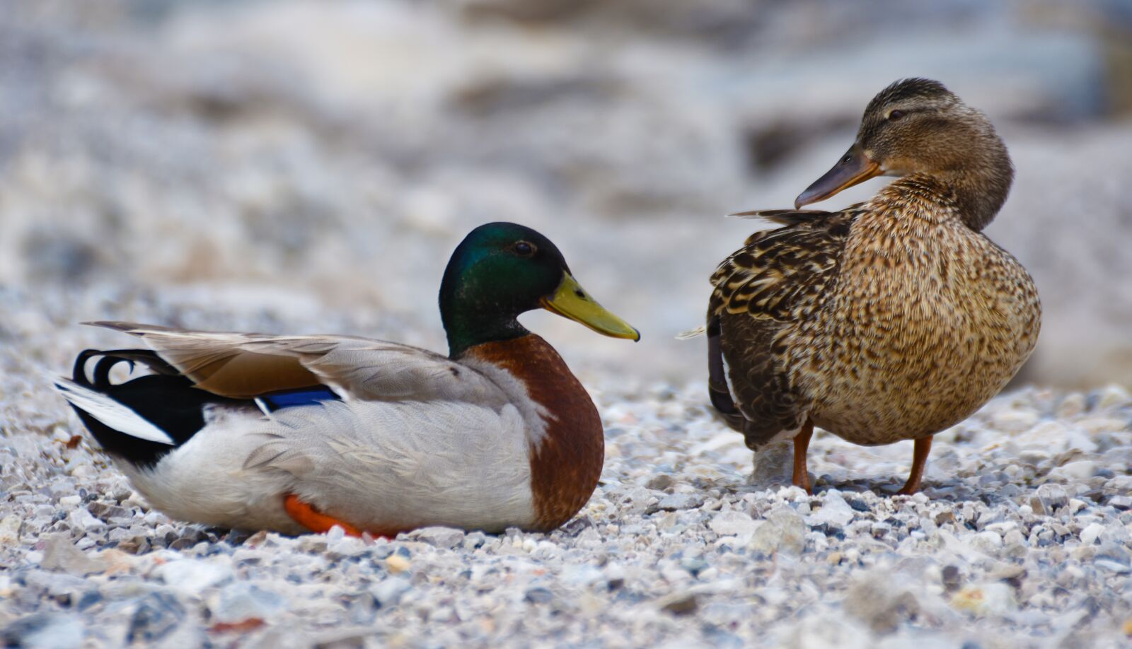 Nikon D7200 sample photo. Ducks, mallard, water bird photography