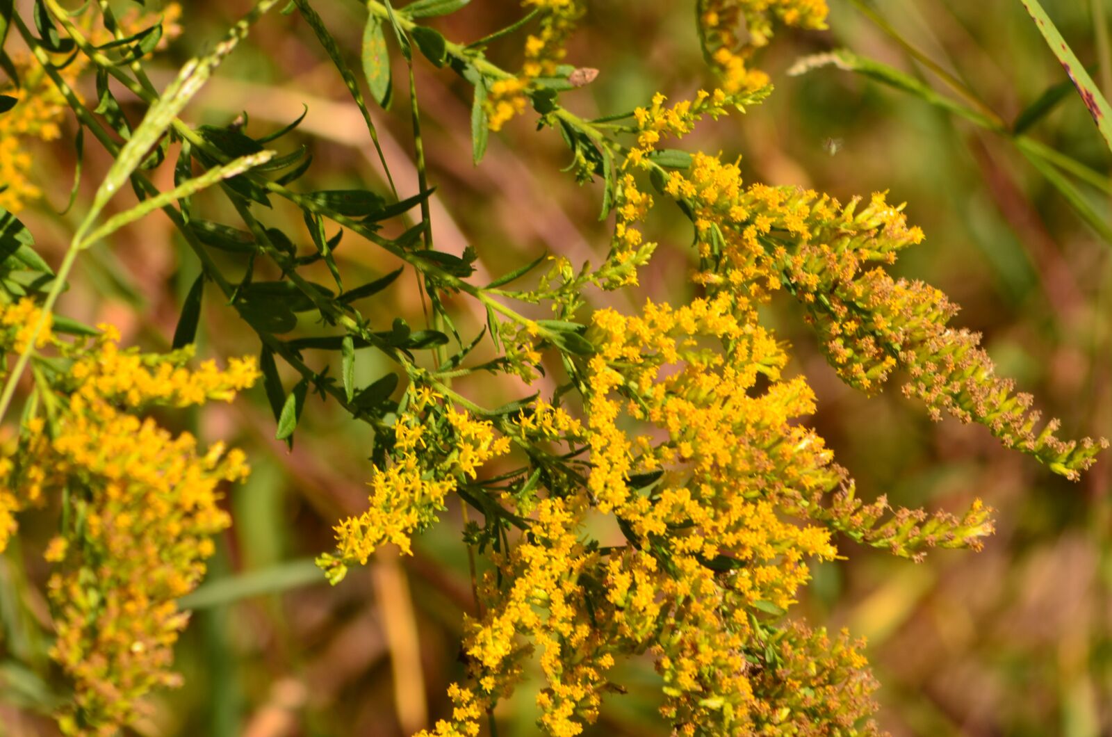 Nikon D5100 sample photo. Fall, autumn, nature photography