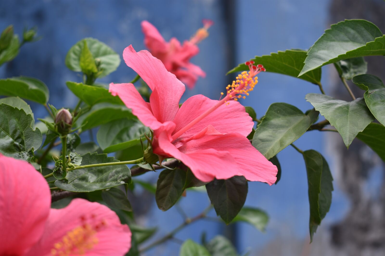 Nikon D3400 sample photo. Hibiscus, flower, pink flower photography
