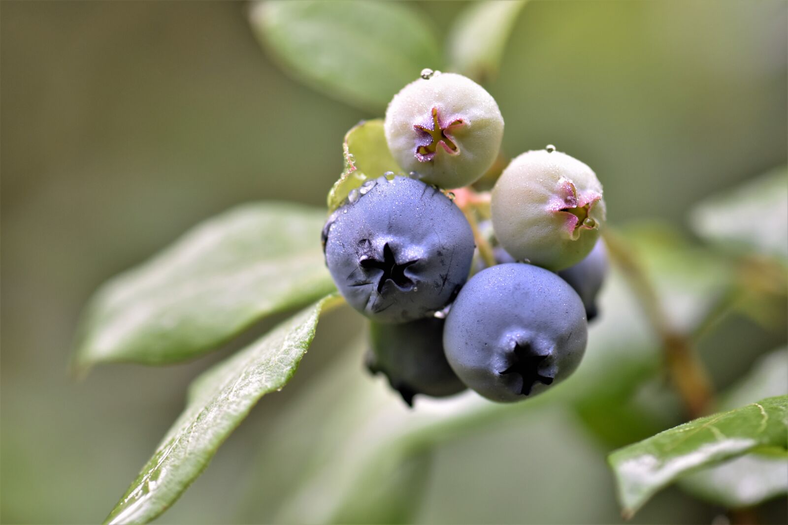 Nikon D5500 sample photo. Plant, blueberries, berries photography