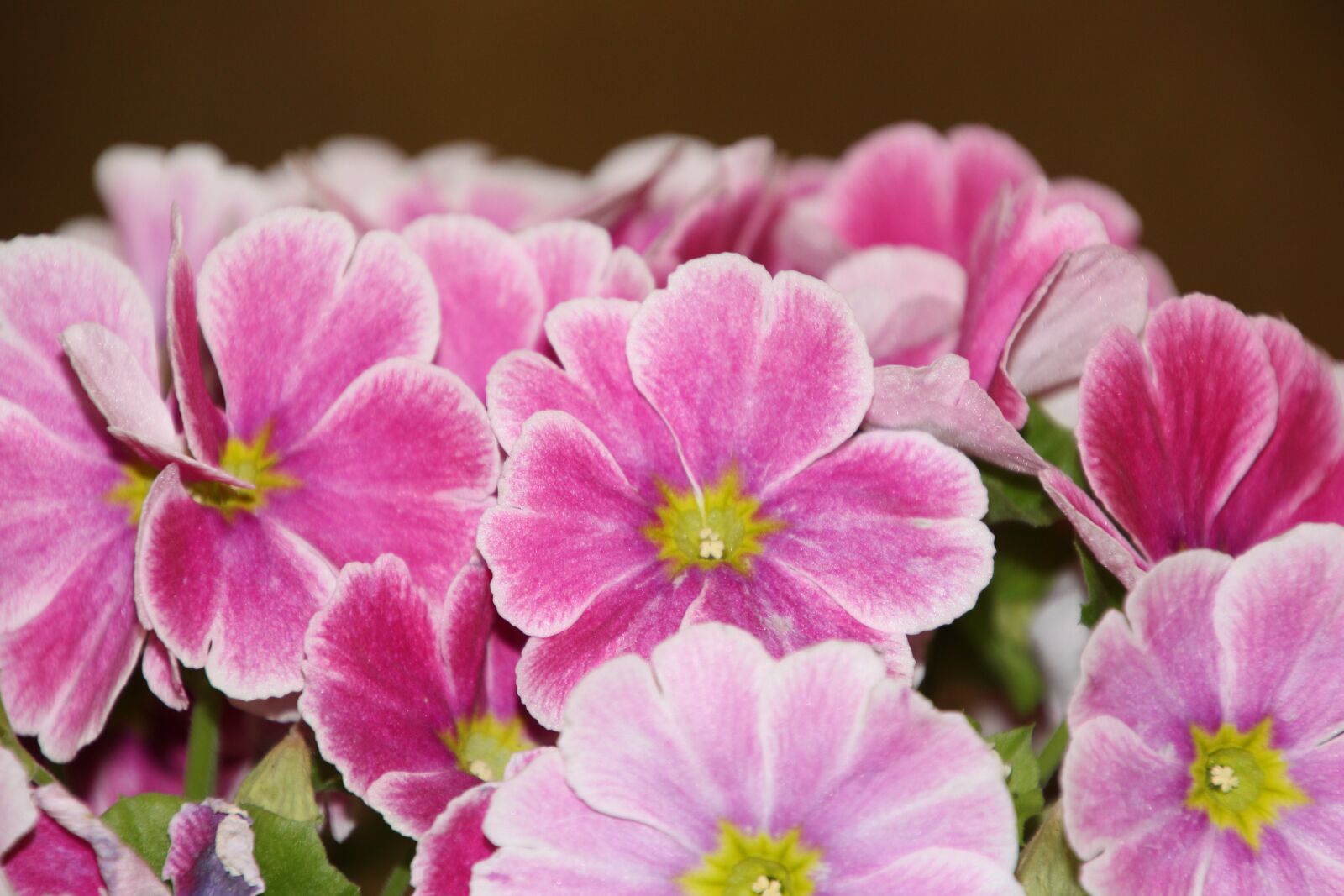Canon EOS 700D (EOS Rebel T5i / EOS Kiss X7i) sample photo. Violet, colorful flower, colorful photography