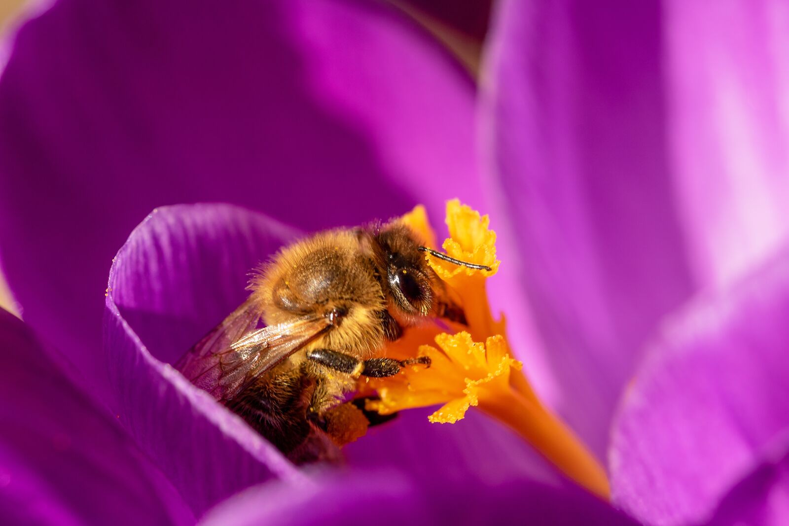 Canon EOS 750D (EOS Rebel T6i / EOS Kiss X8i) sample photo. Bee, crocus, honey bee photography