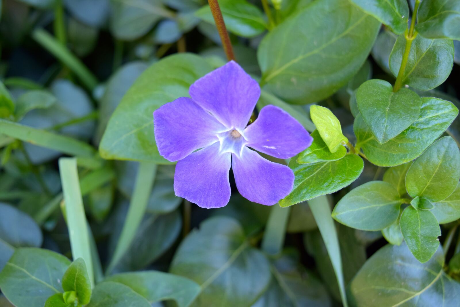 Nikon D5300 sample photo. Evergreen, macro, blossom photography