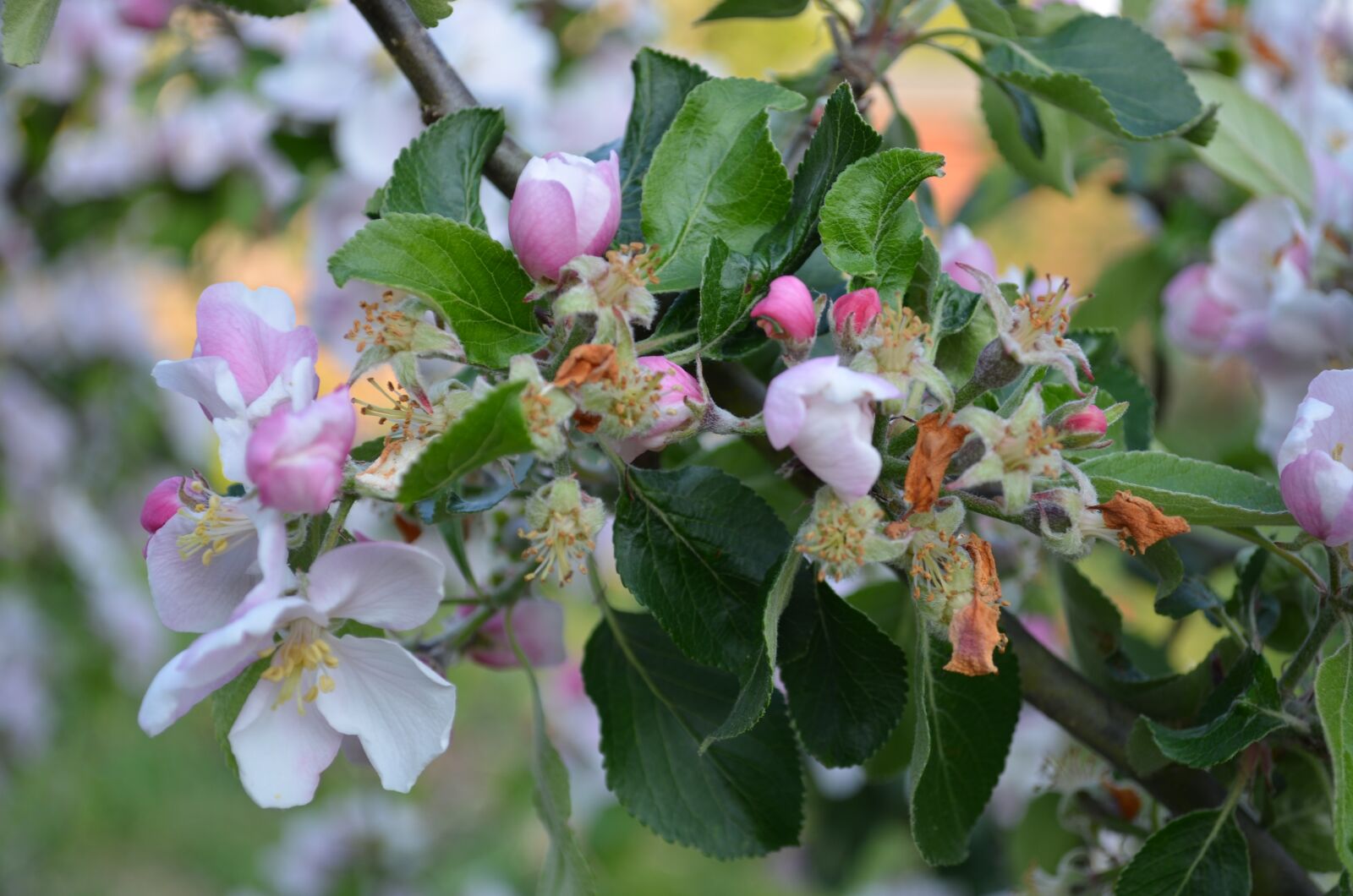 Nikon D7000 sample photo. Apple blossom, buds, apple photography