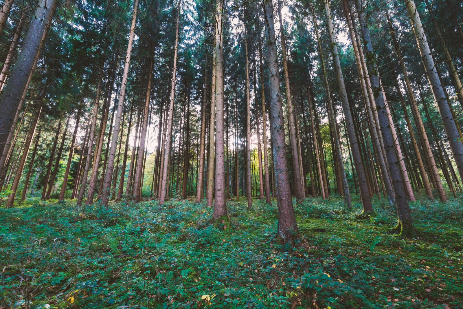 Canon EF 16-35mm F4L IS USM sample photo. Wood, nature, leaf photography