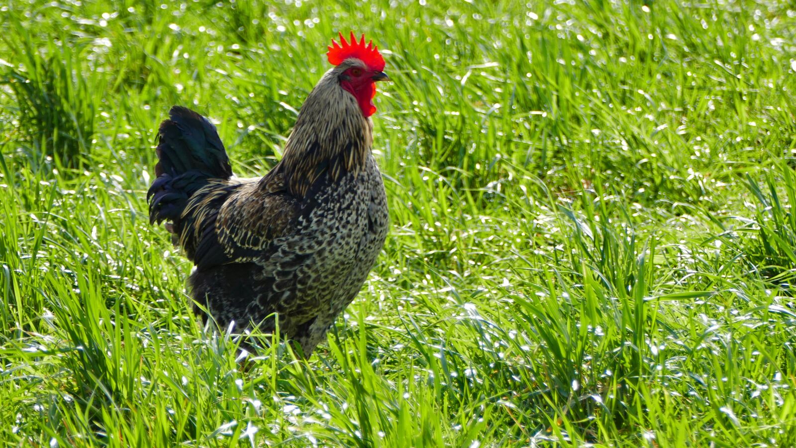 Panasonic Lumix DMC-FZ1000 sample photo. Agriculture, poultry, hahn photography