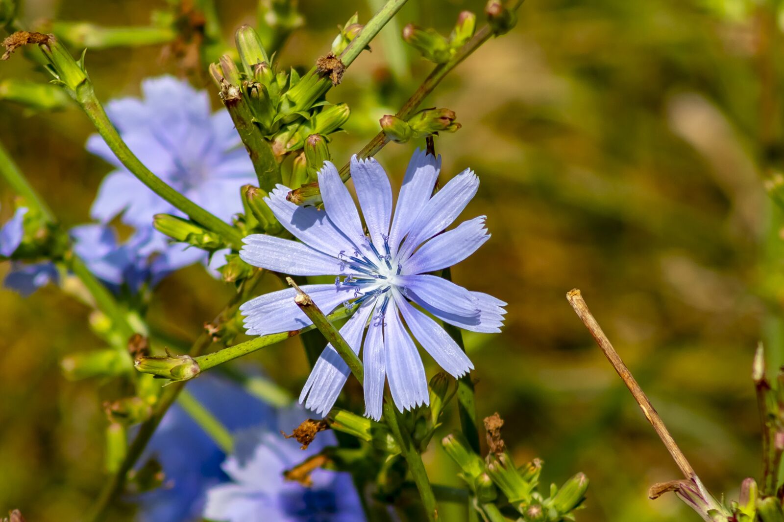 Canon EF75-300mm f/4-5.6 sample photo. Wildflower, cornflower, meadow flower photography