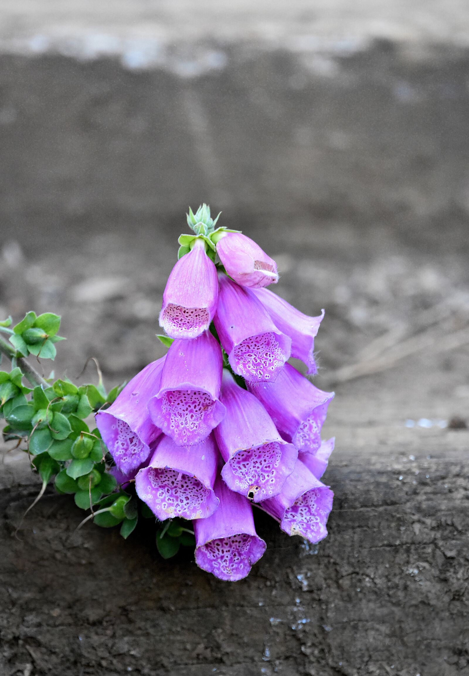 Nikon D3400 sample photo. Flowers, foxglove, nature photography