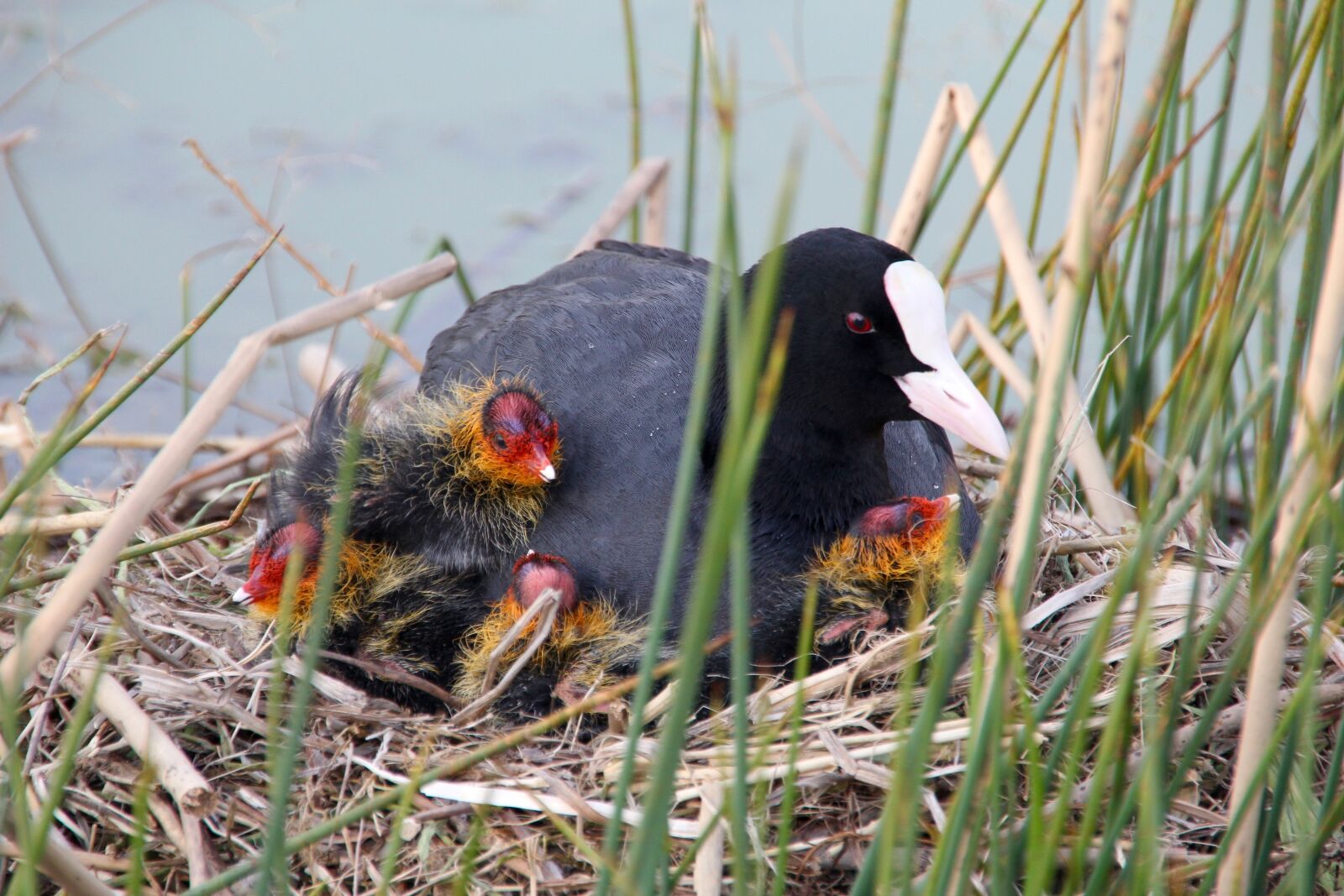 Canon EOS 60D sample photo. Hatching, boy, birds photography