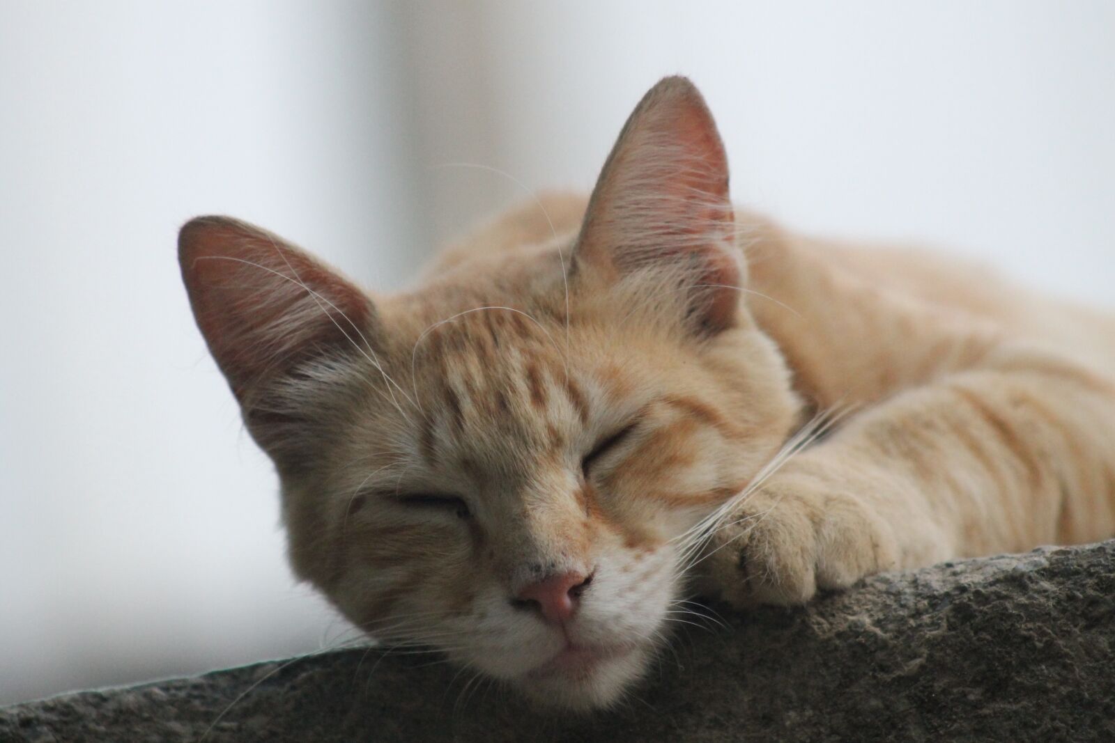 Canon EOS 1100D (EOS Rebel T3 / EOS Kiss X50) + EF75-300mm f/4-5.6 sample photo. Cat, tabby cat, animal photography