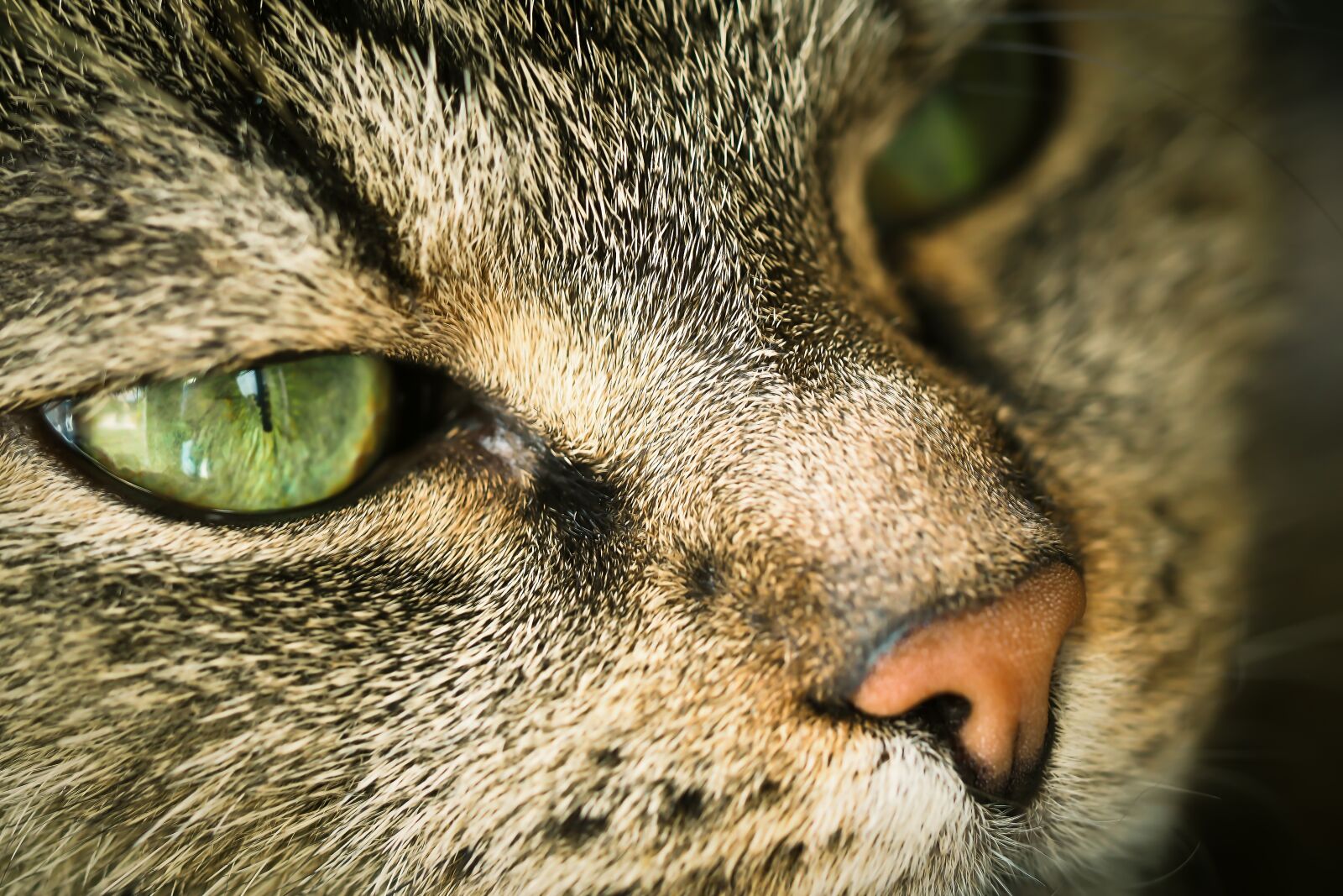 Olympus OM-D E-M10 sample photo. Cat, animal, pet photography