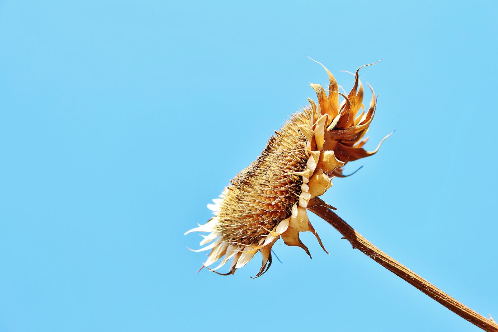 Canon EOS 700D (EOS Rebel T5i / EOS Kiss X7i) sample photo. Sun flower, plant, natural photography