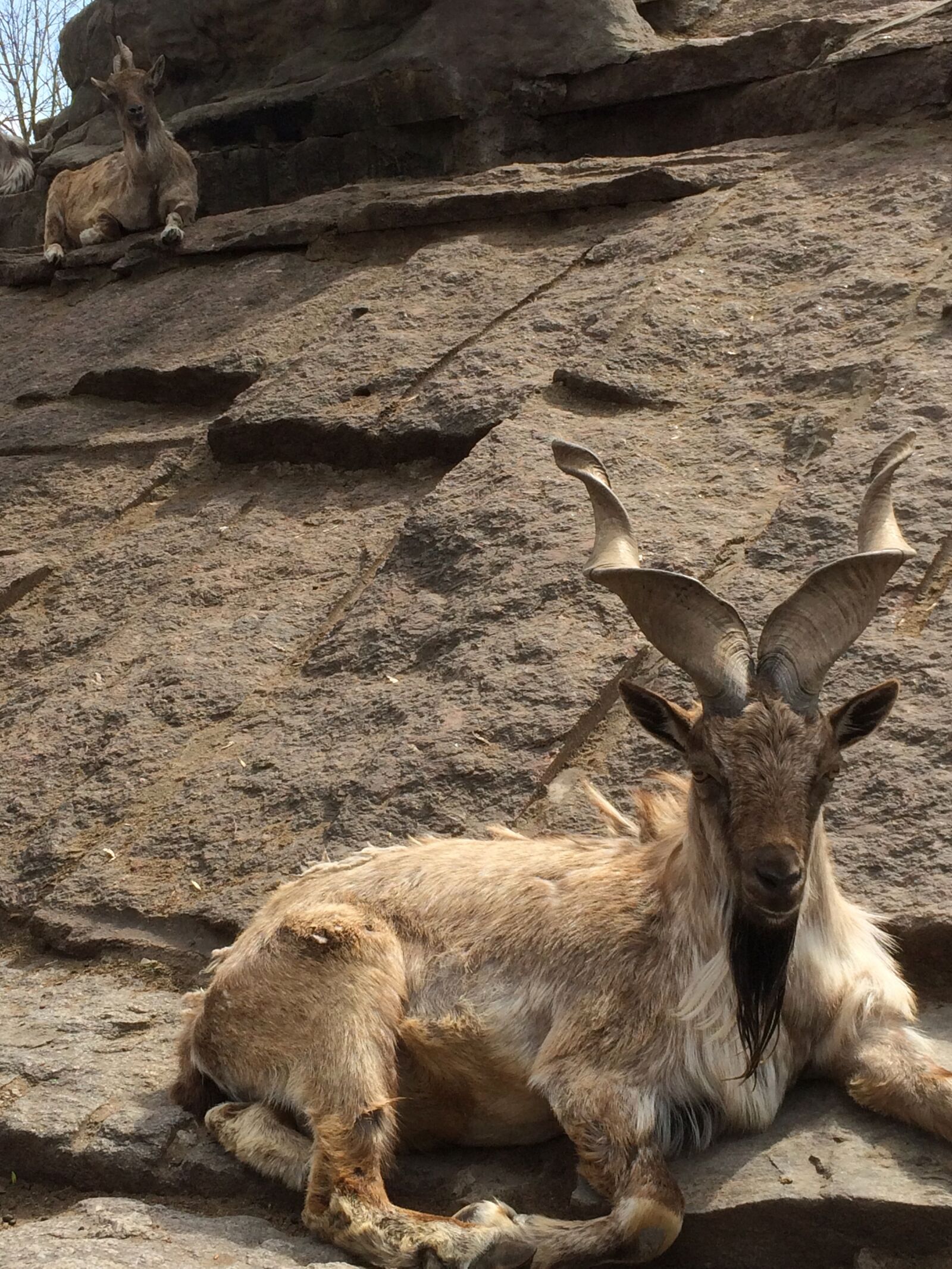 Apple iPhone 5s sample photo. Goat, animal, horns photography