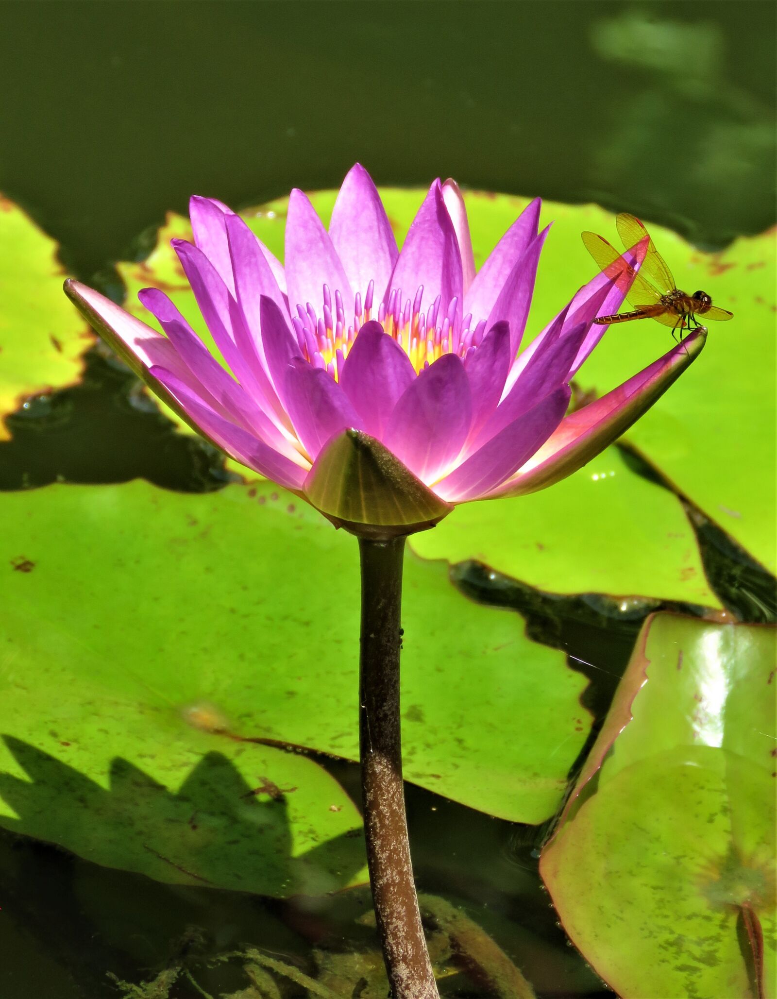 Canon PowerShot SX60 HS sample photo. Lotus, flower, pond photography