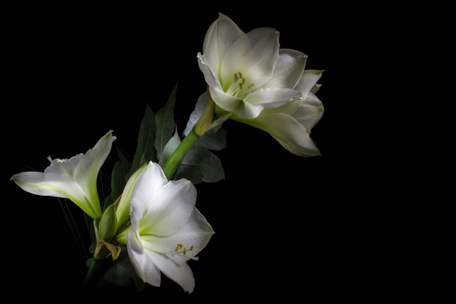 Canon EOS 7D sample photo. Light painting, amaryllis, flower photography