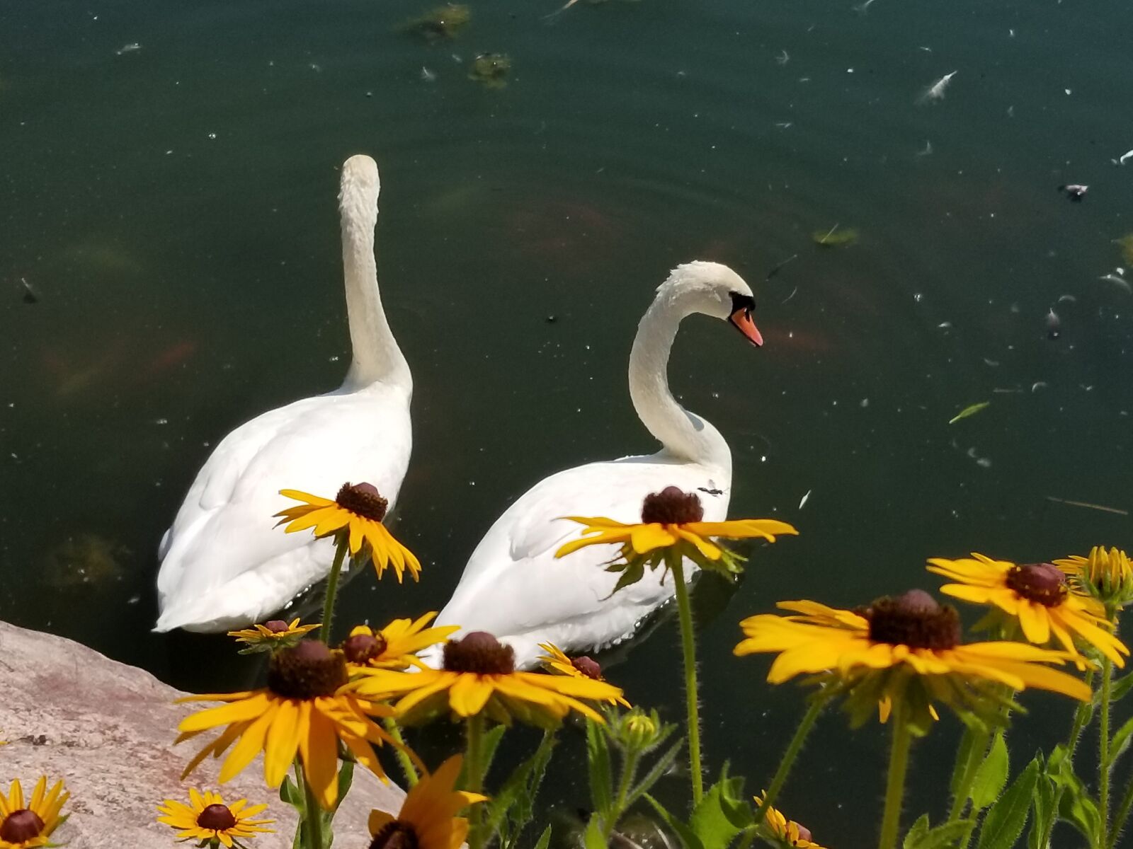 Samsung Galaxy S8 sample photo. Swan, swans, flower photography