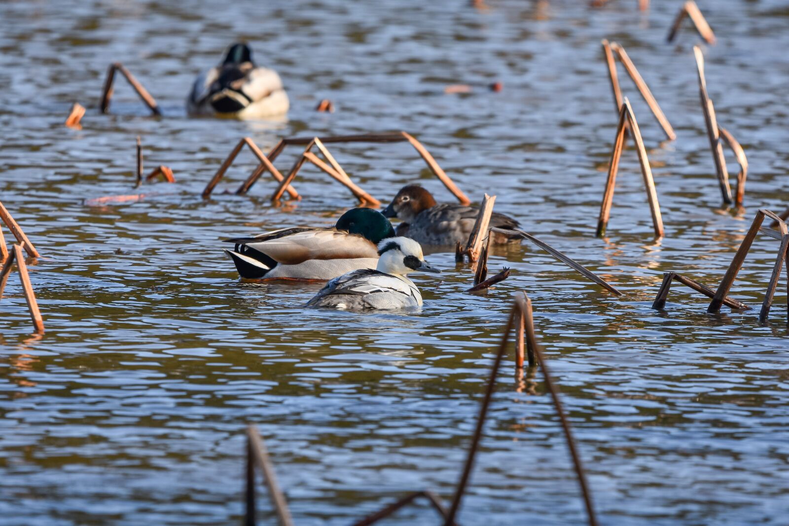 Nikon D7200 sample photo. Animal, pond, water photography