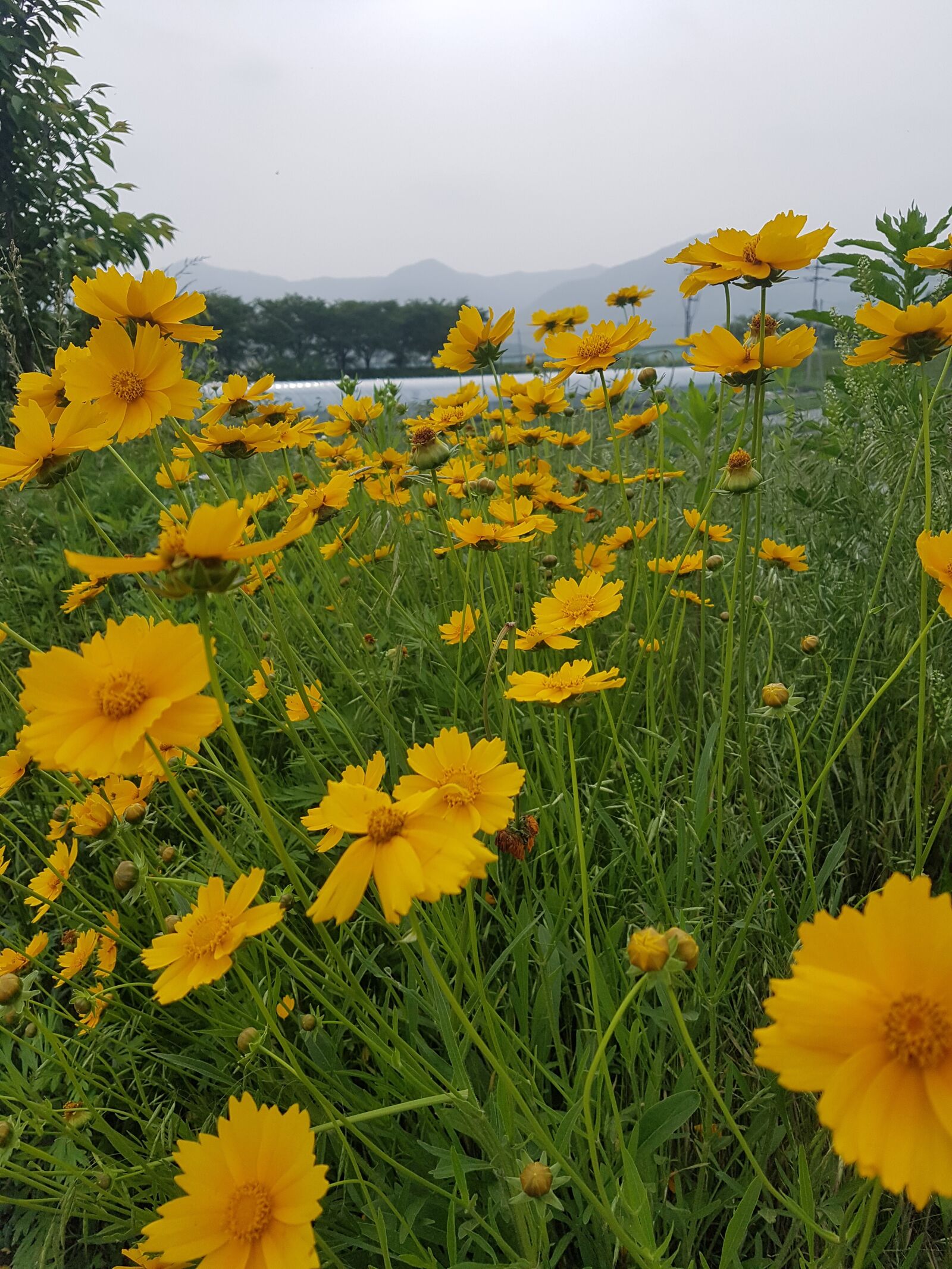 Samsung Galaxy S7 sample photo. Yellow flowers, beautiful flowers photography