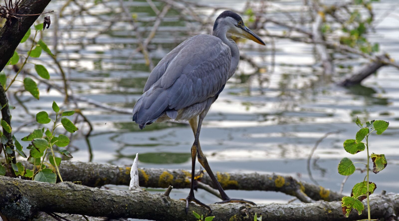 Nikon D3300 sample photo. Grey heron, juvenile grey photography
