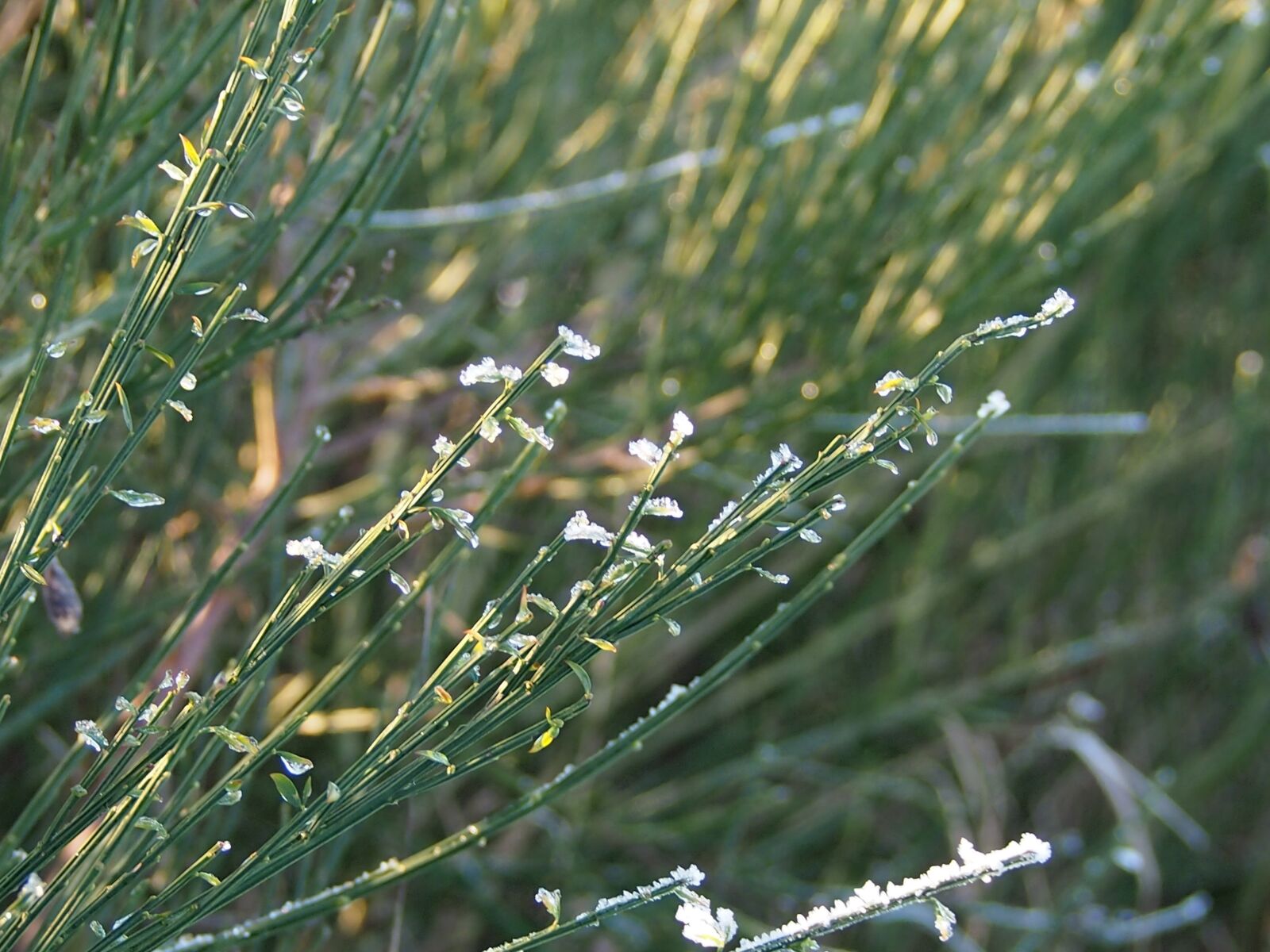 Olympus PEN E-PL3 sample photo. Grass, ice, winter photography