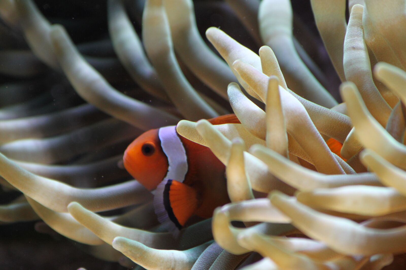 Canon EOS 500D (EOS Rebel T1i / EOS Kiss X3) sample photo. Clown, anemone, fish photography