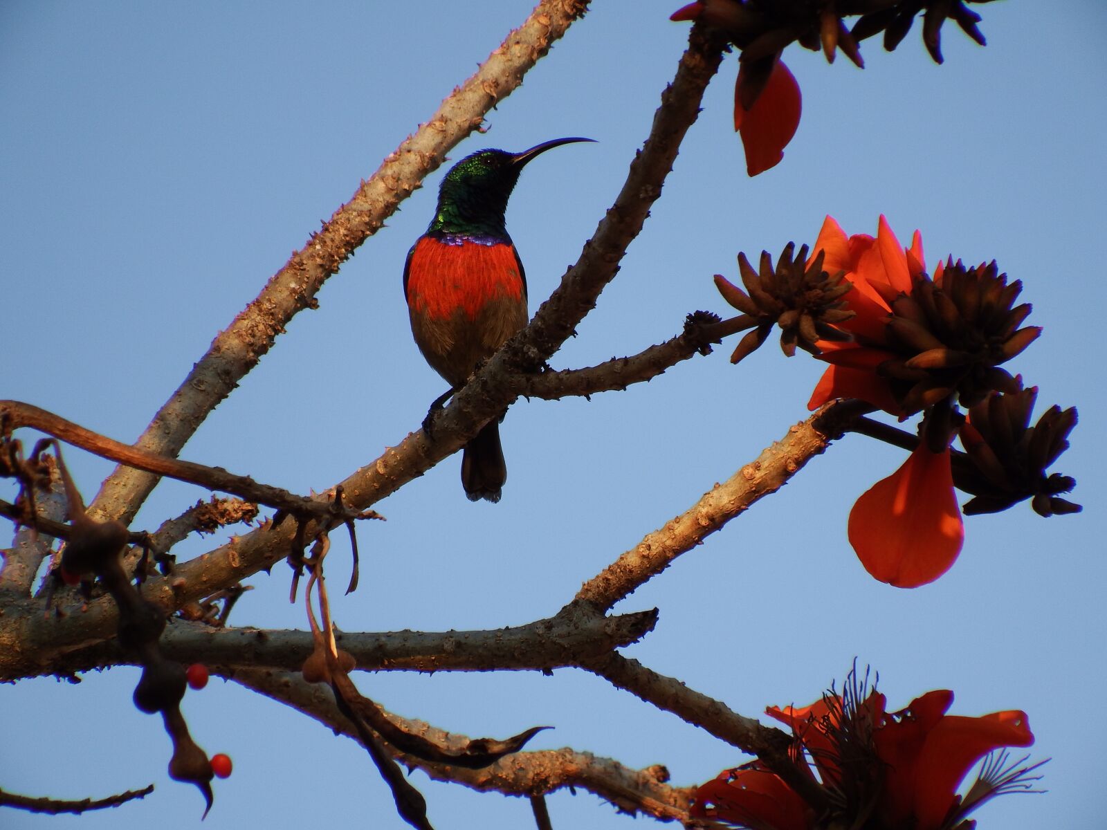 Fujifilm FinePix S1 sample photo. Hummingbird, tree, blossom photography