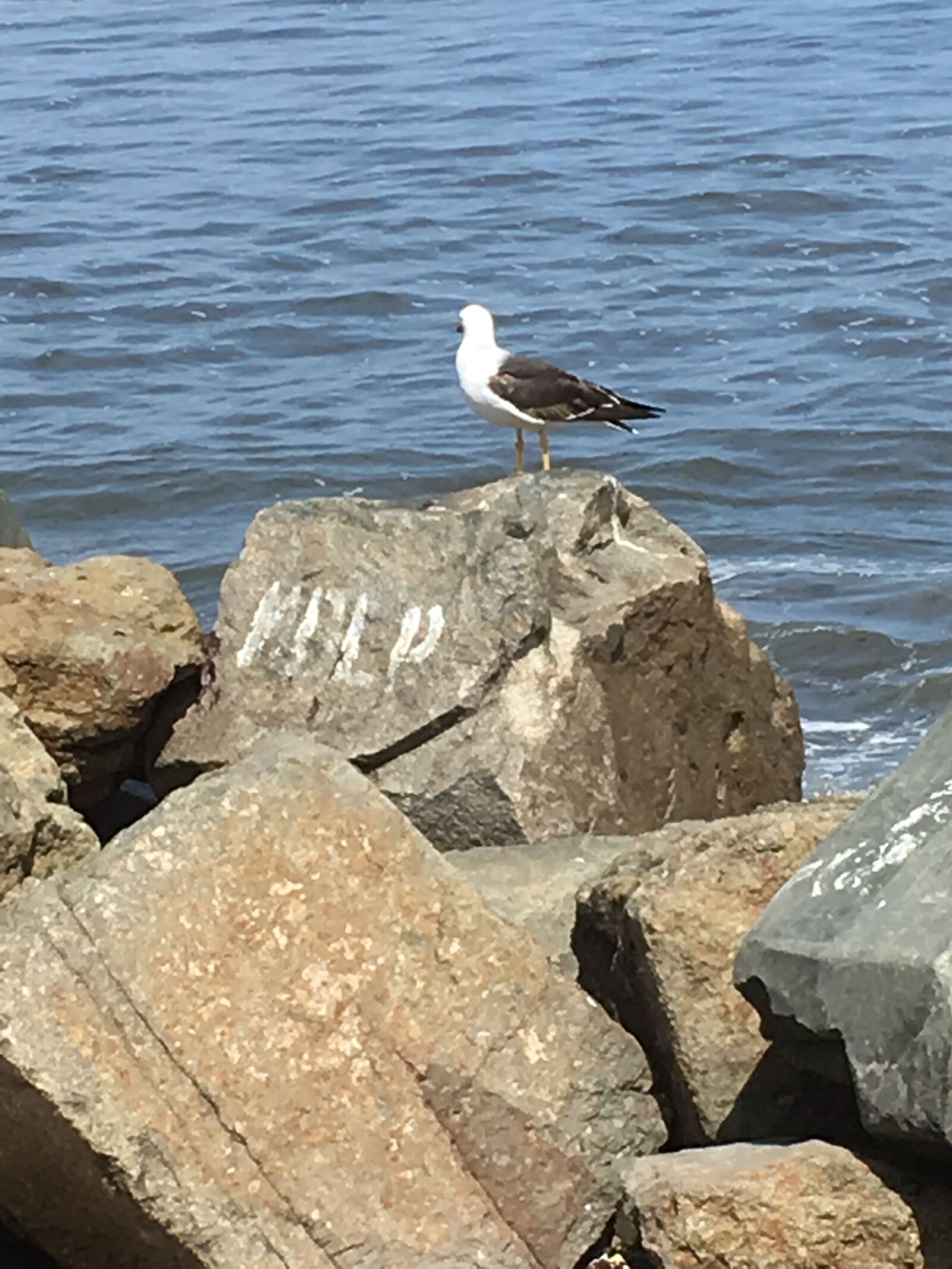 iPhone SE back camera 4.15mm f/2.2 sample photo. Birds, paloma, animals photography
