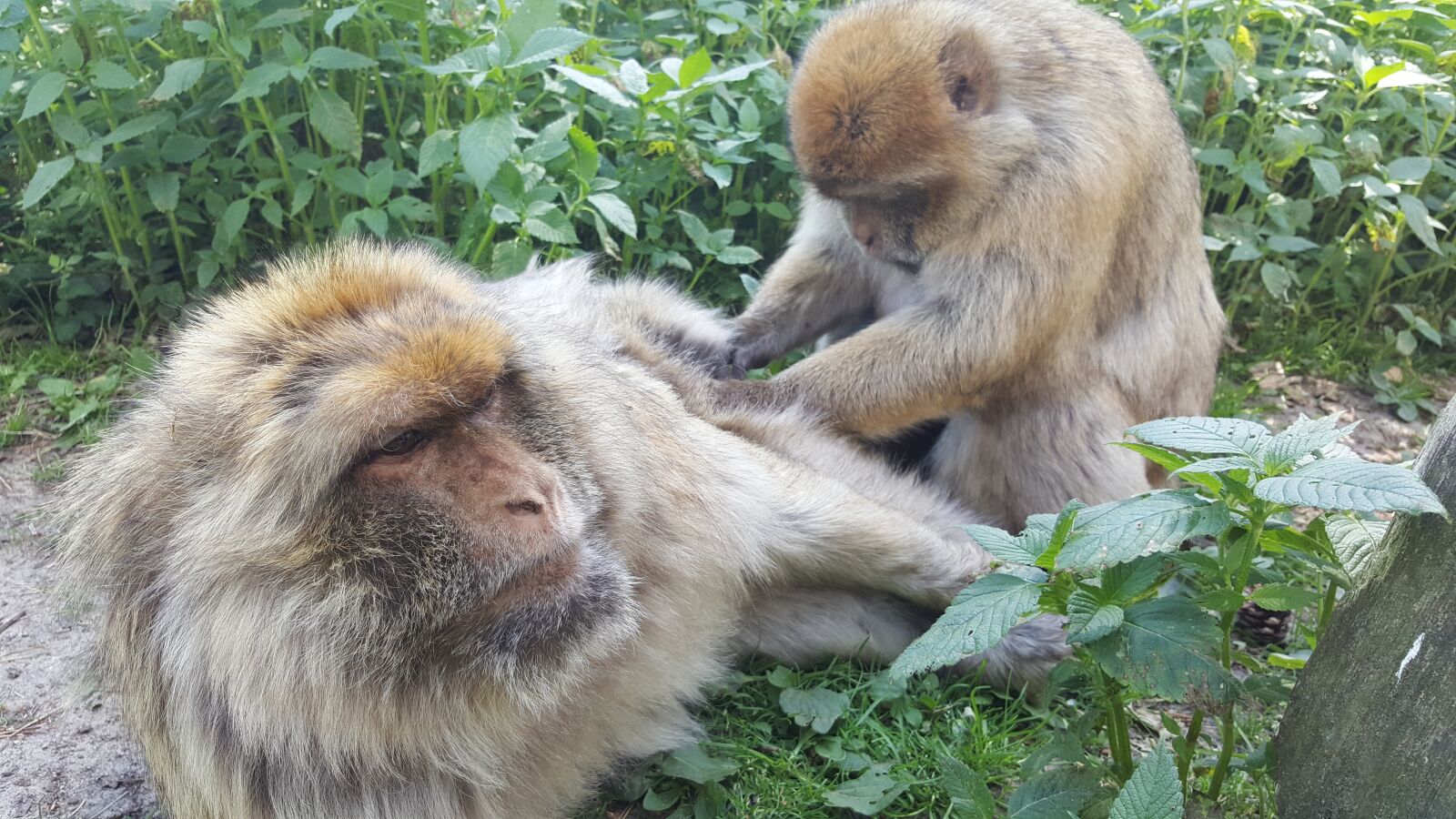 Samsung Galaxy S6 sample photo. Monkey, view, zoo photography