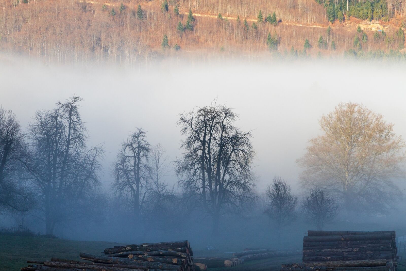 Canon EOS 6D Mark II sample photo. Fog, light, autumn photography