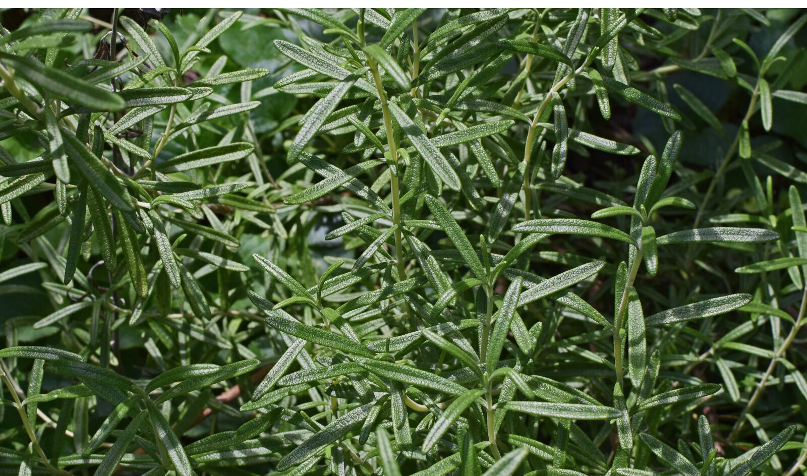 Nikon D3300 sample photo. Rosemary, herb, plant photography