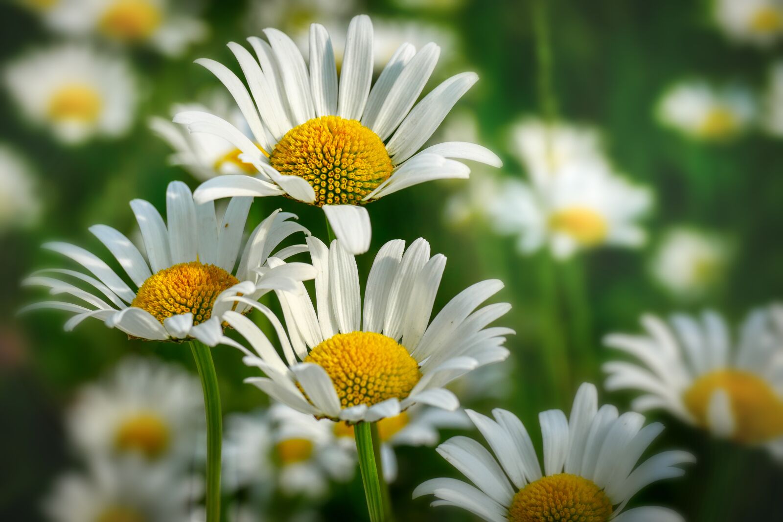 Panasonic Lumix DMC-GX8 sample photo. Margarita, flower, petals photography