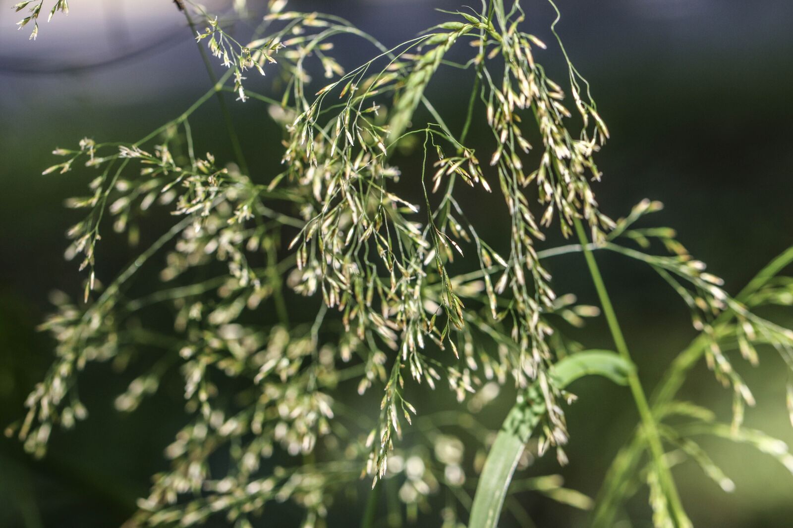 Canon EOS 7D Mark II sample photo. Straw, summer, plant photography