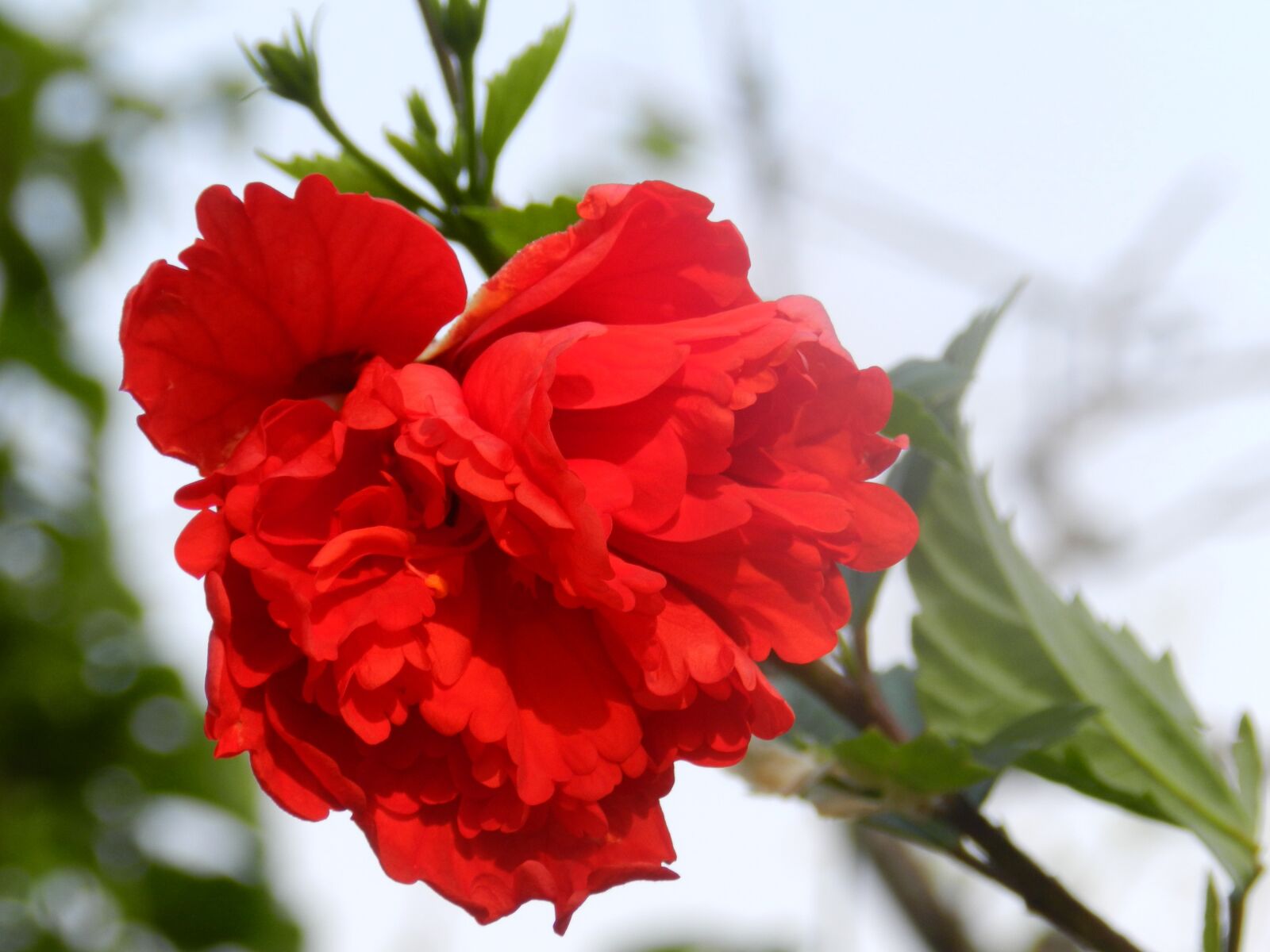 Nikon Coolpix P500 sample photo. Red hibiscus, flower, blossom photography
