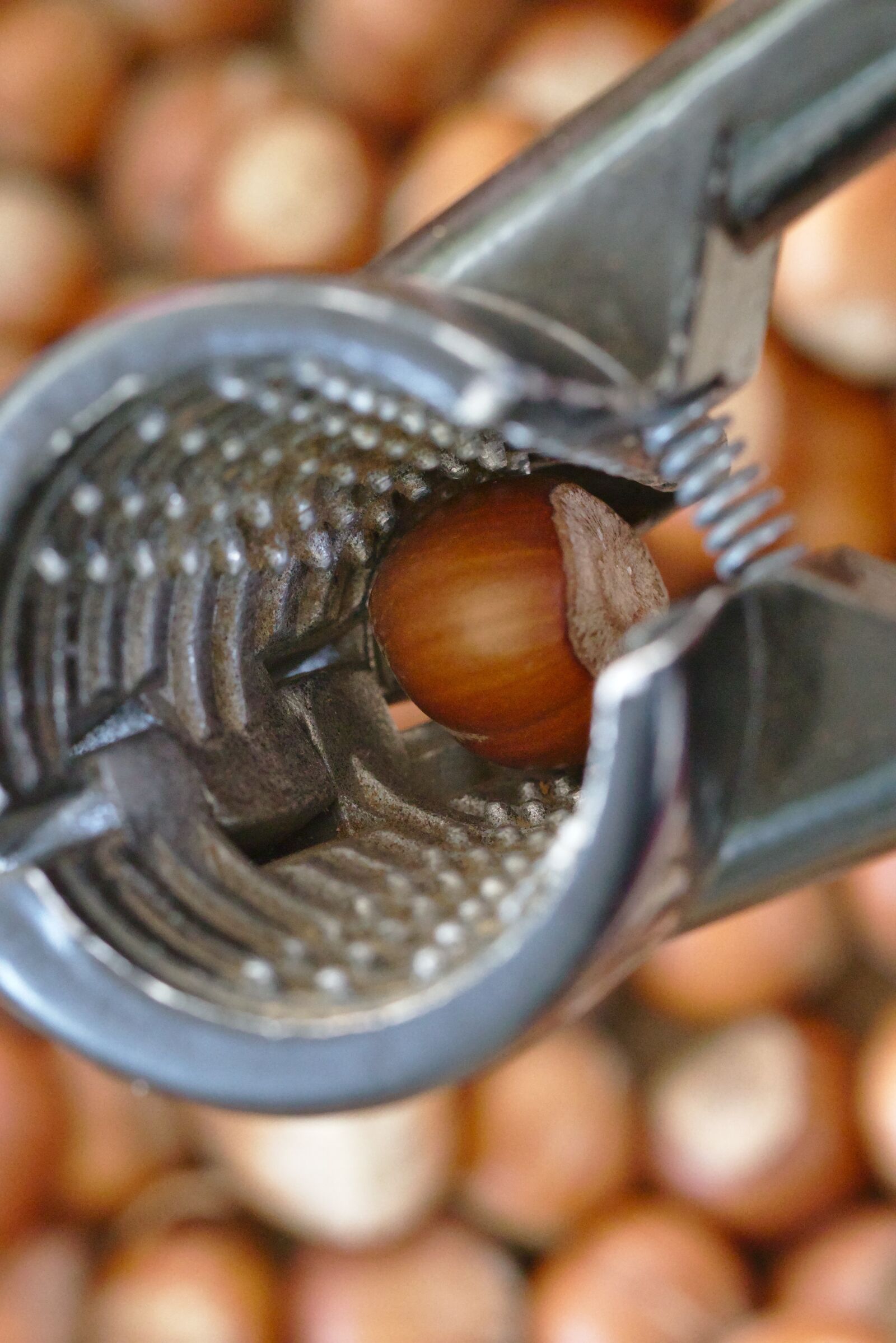 Canon EOS M5 sample photo. Autumn, hazelnut, nutcracker photography