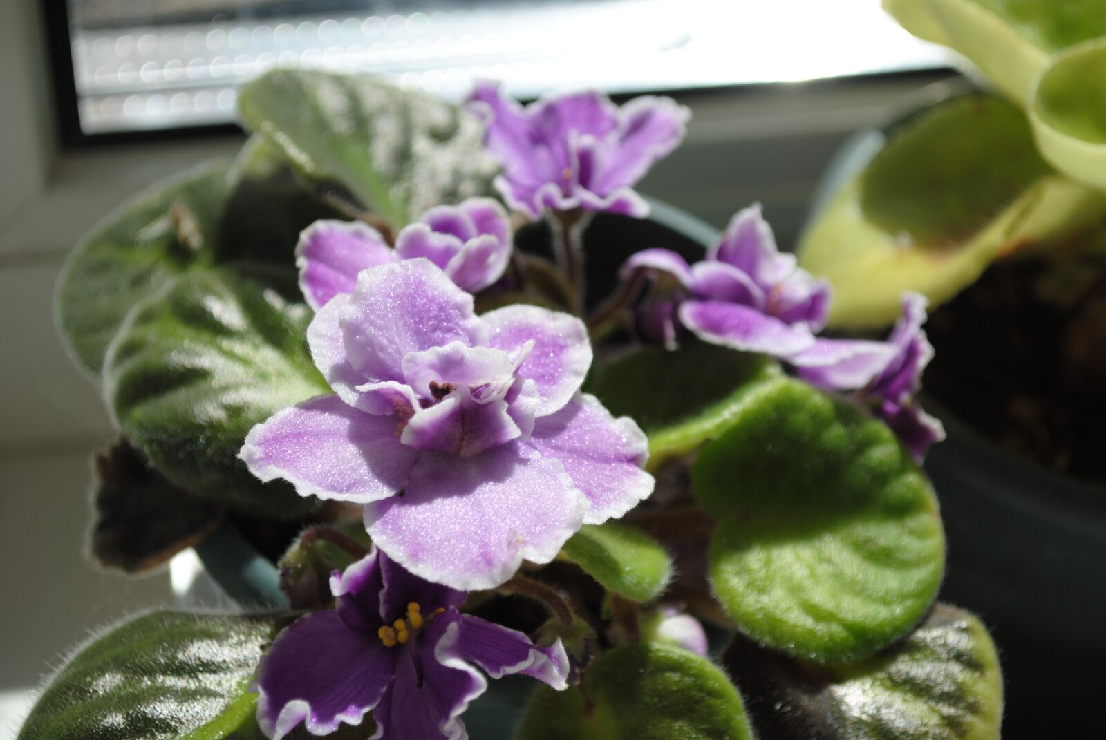 Nikon D3000 sample photo. Flower, indoor, violet photography
