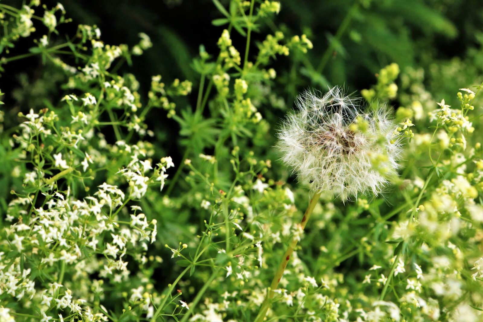 Canon EOS 750D (EOS Rebel T6i / EOS Kiss X8i) sample photo. Dandelion, wildflower, nature photography