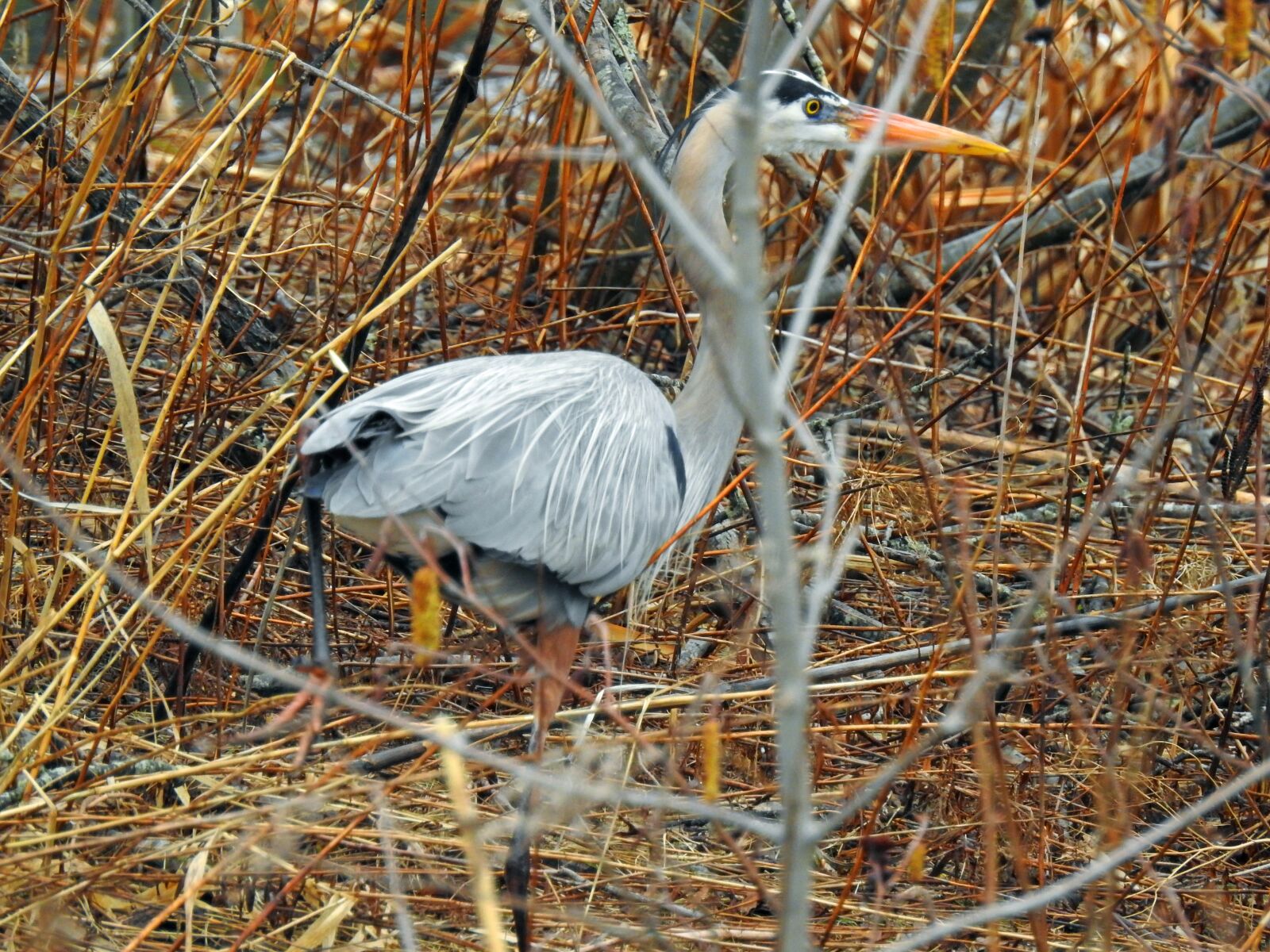 Nikon Coolpix P900 sample photo. Great blue heron, bird photography