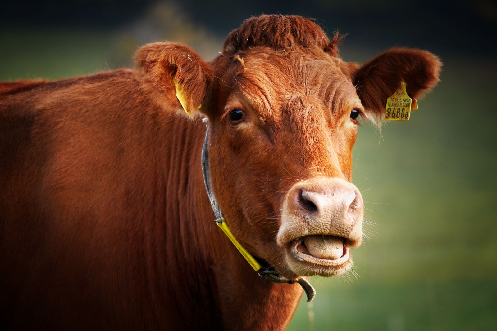 Panasonic Lumix DMC-GX7 sample photo. Cow, beef, animal photography