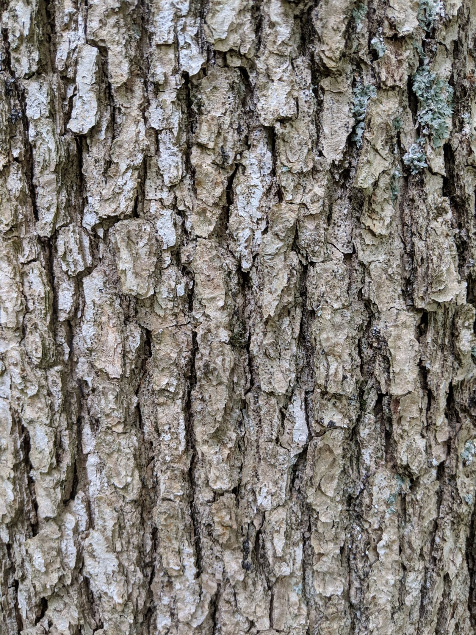Google Pixel 2 sample photo. Wood, bark, texture photography